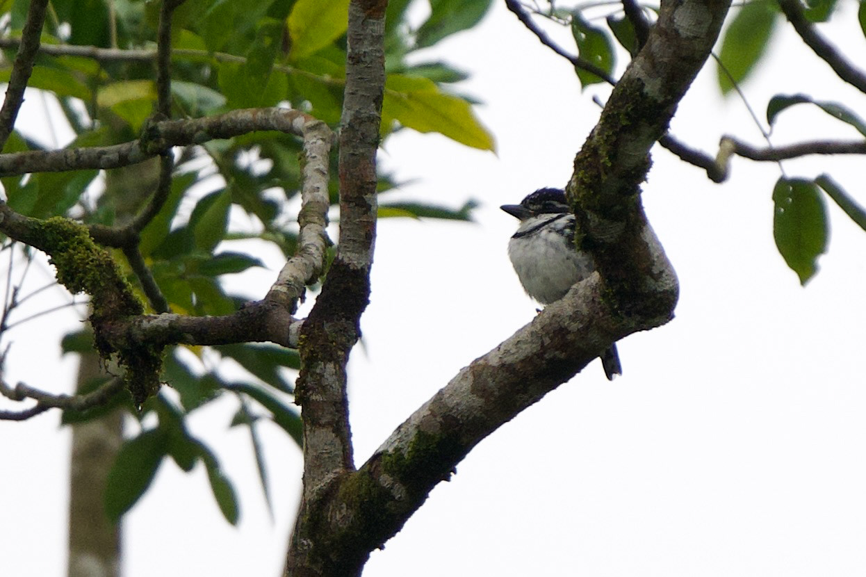 Pied Puffbird