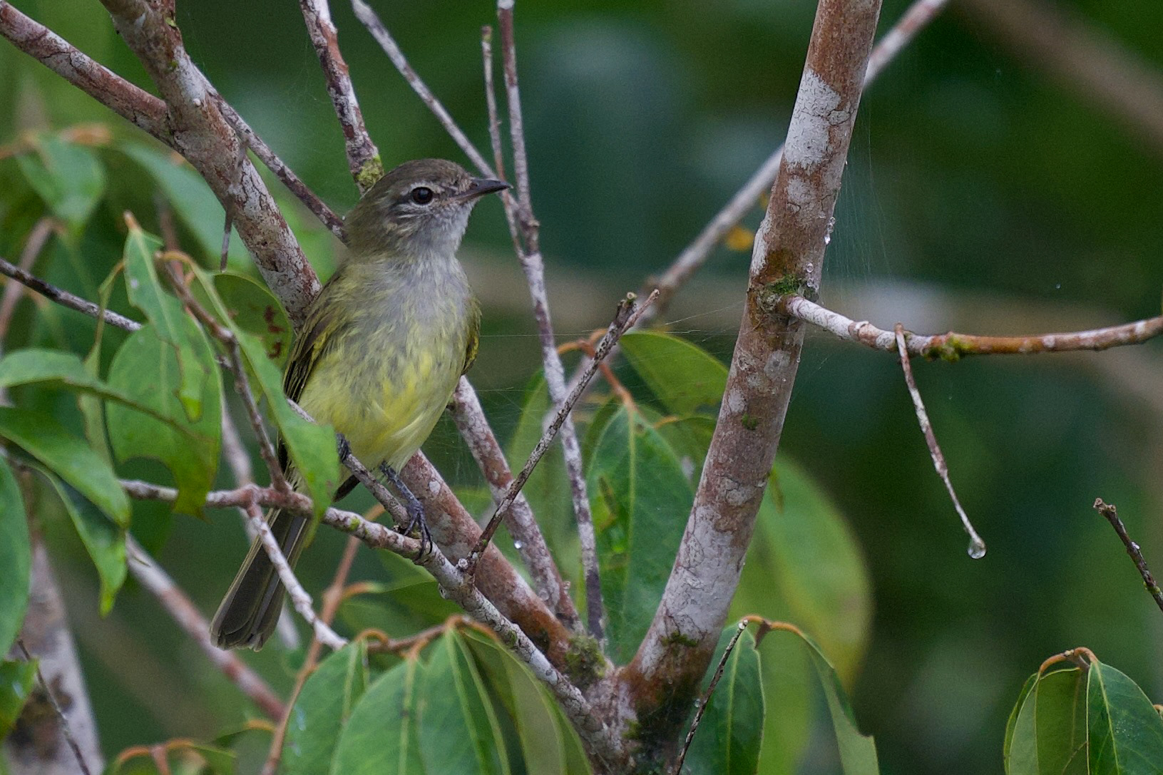 Greenish Elaenia