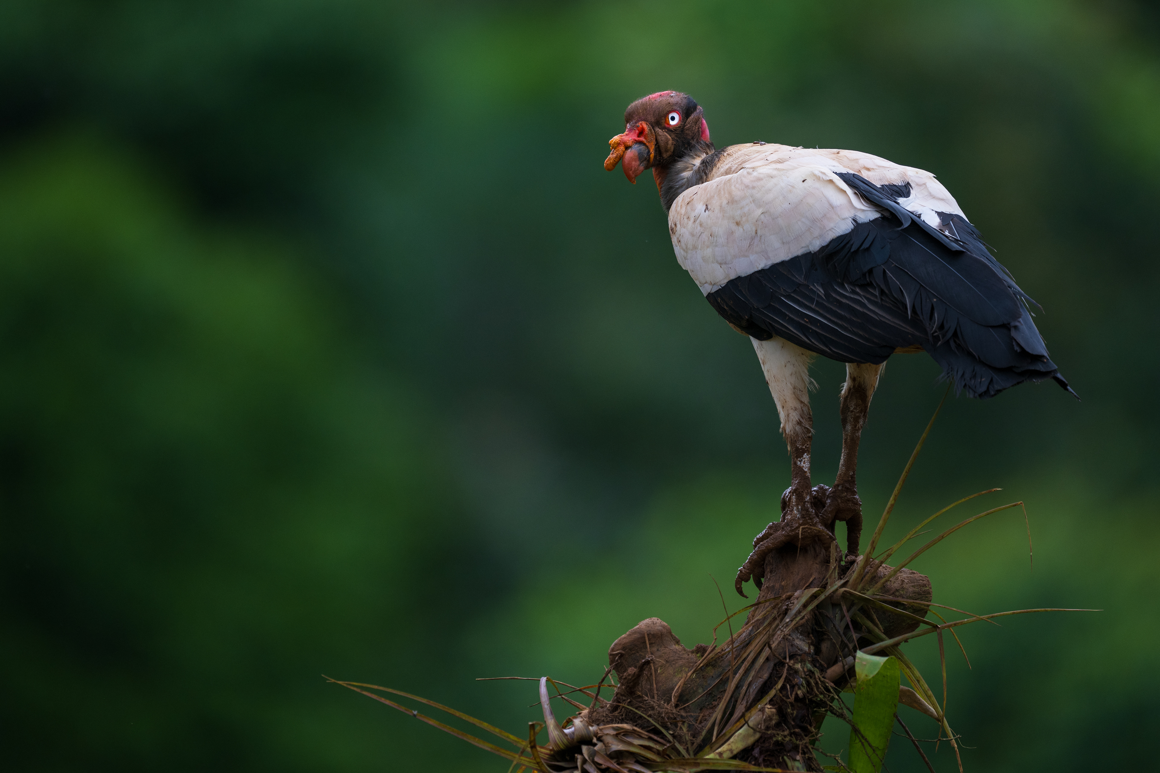 King Vulture