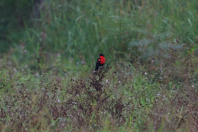 Red-breasted Meadowlark