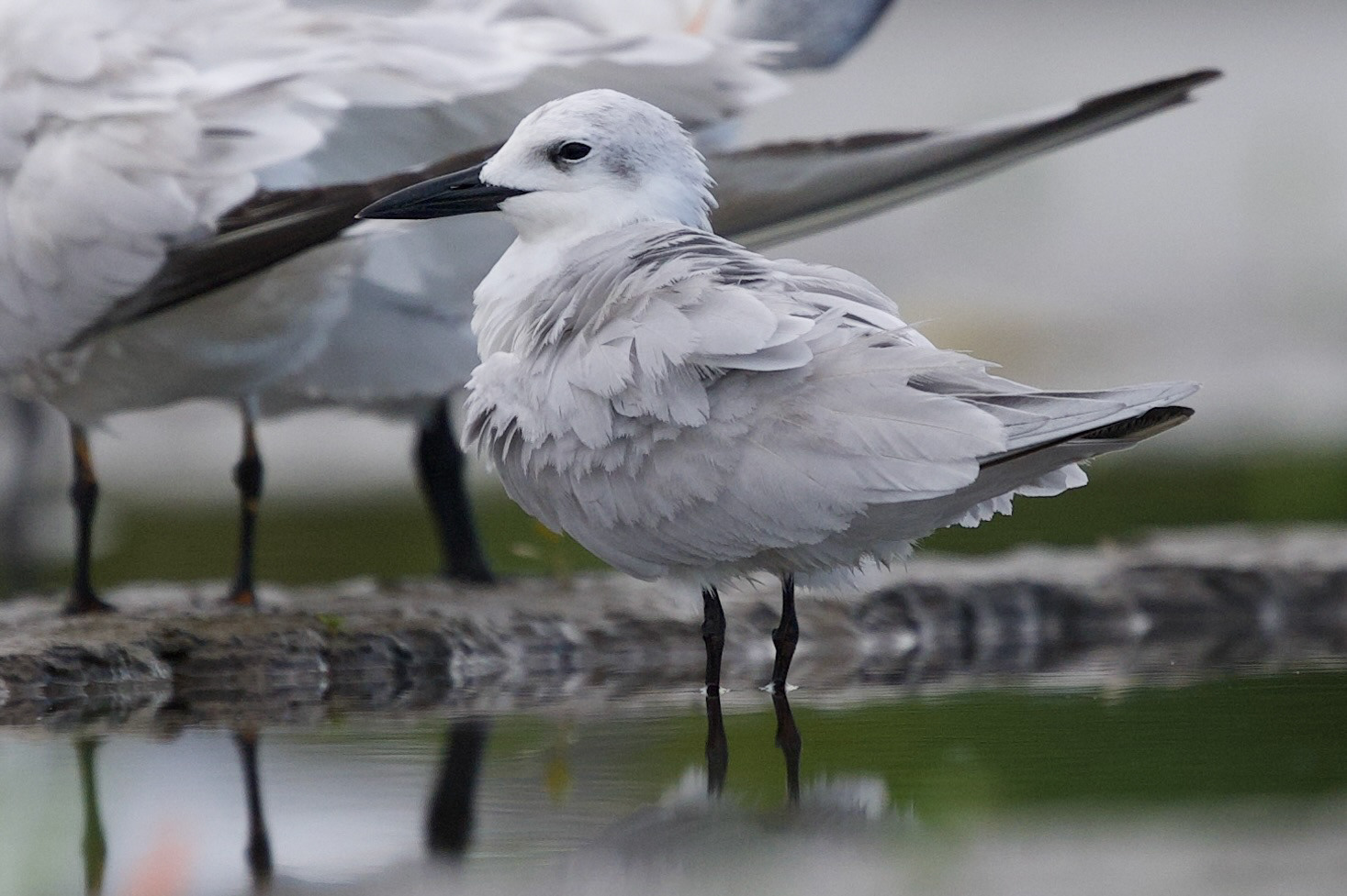 Gull-billed Tern