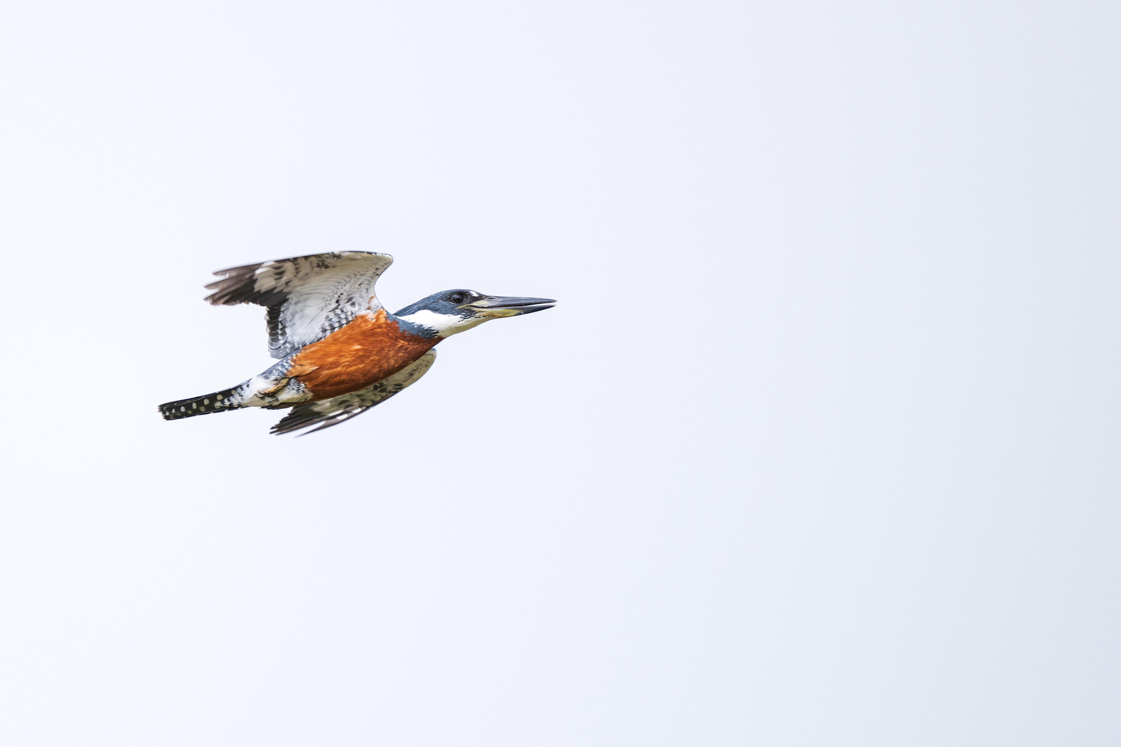 Ringed Kingfisher