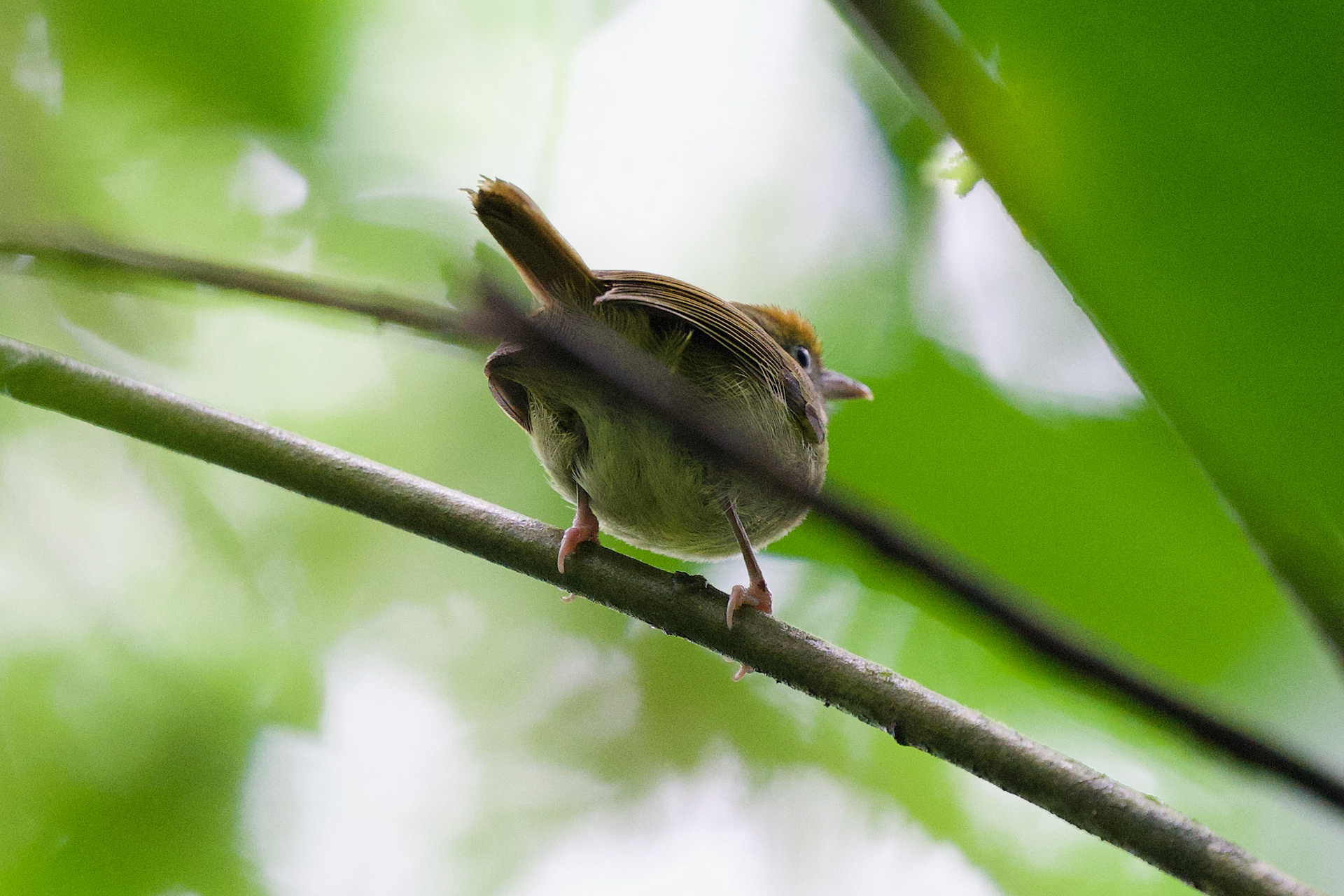 Tawny-crowned Greenlet