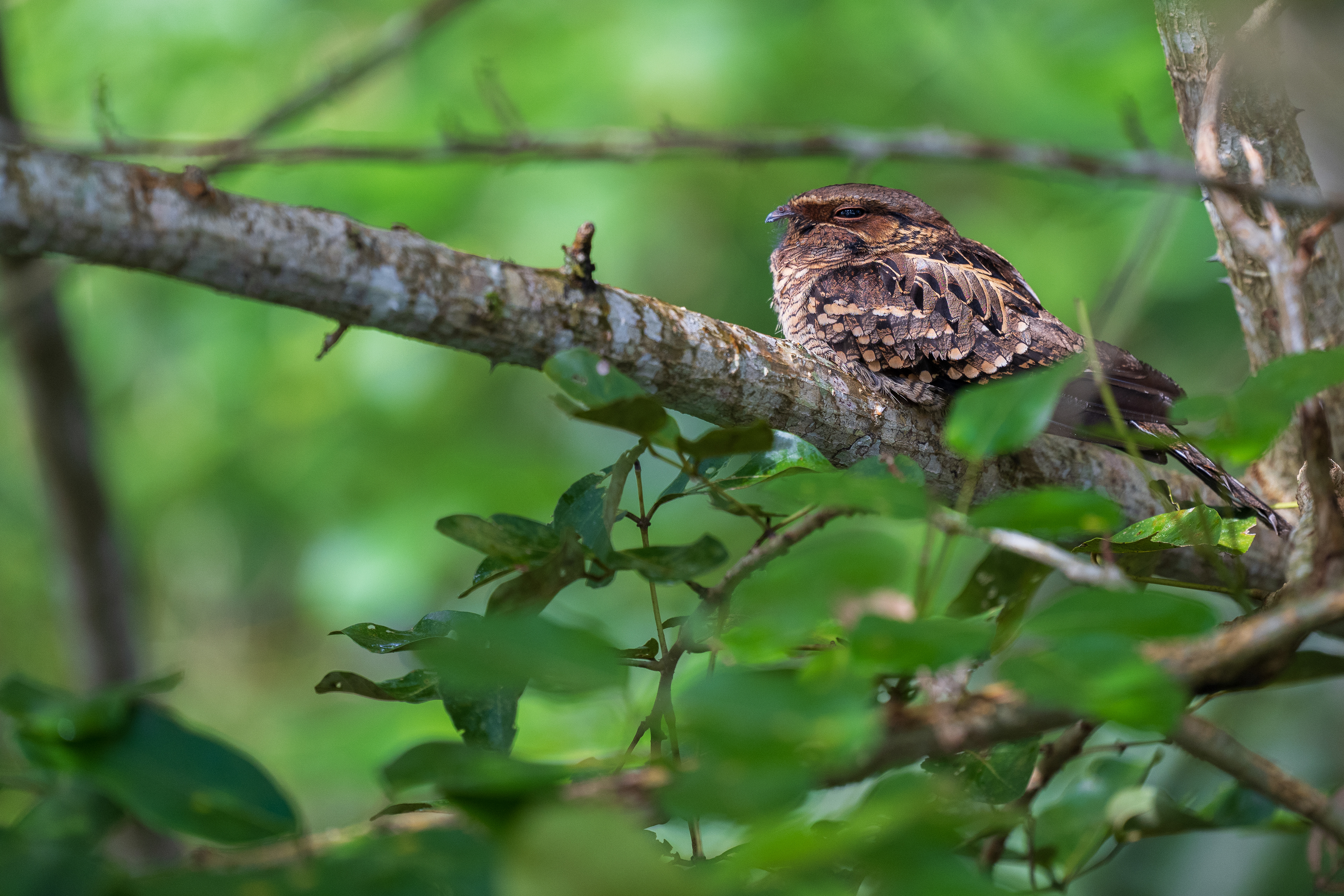Common Pauraque