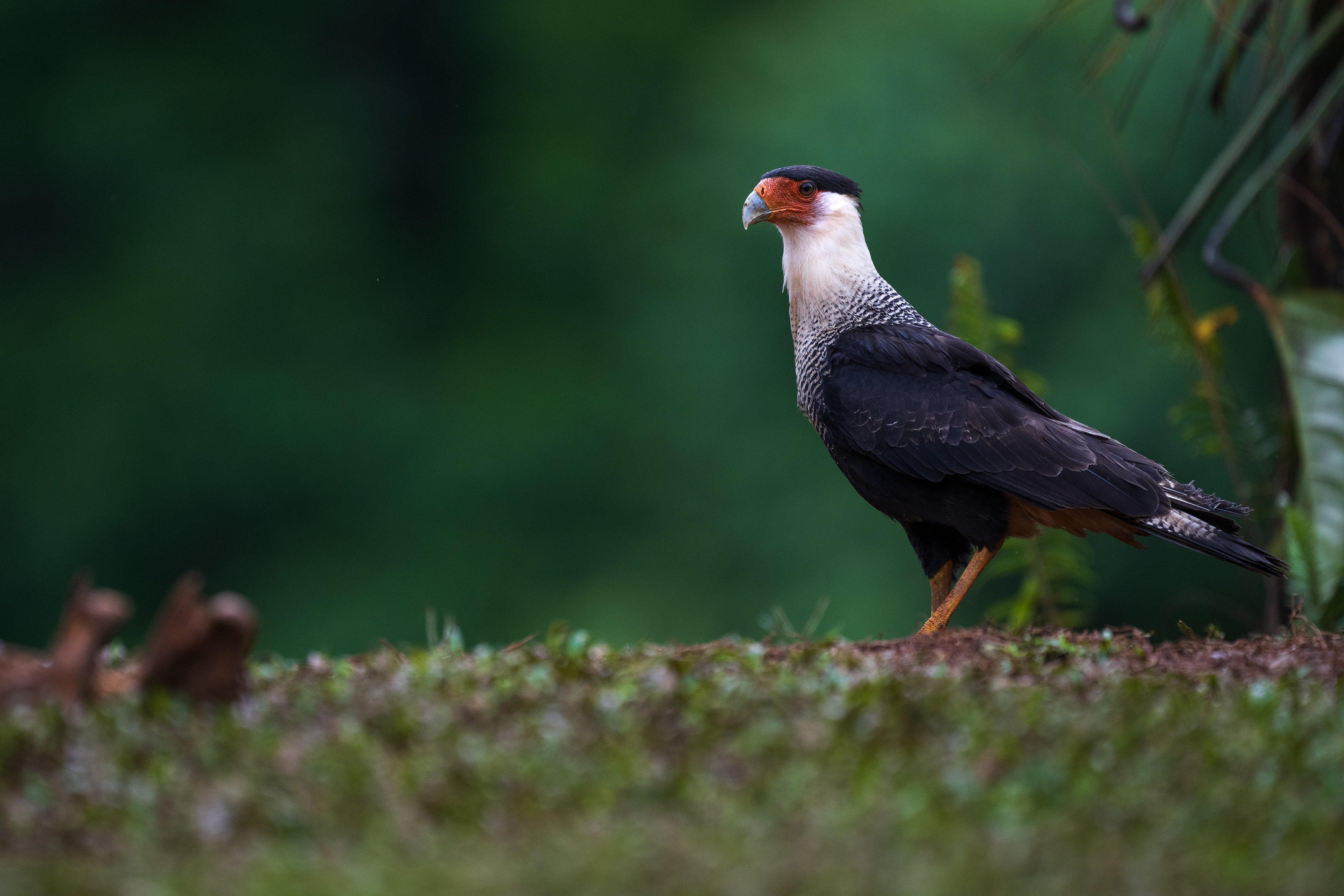 Crested Caracara