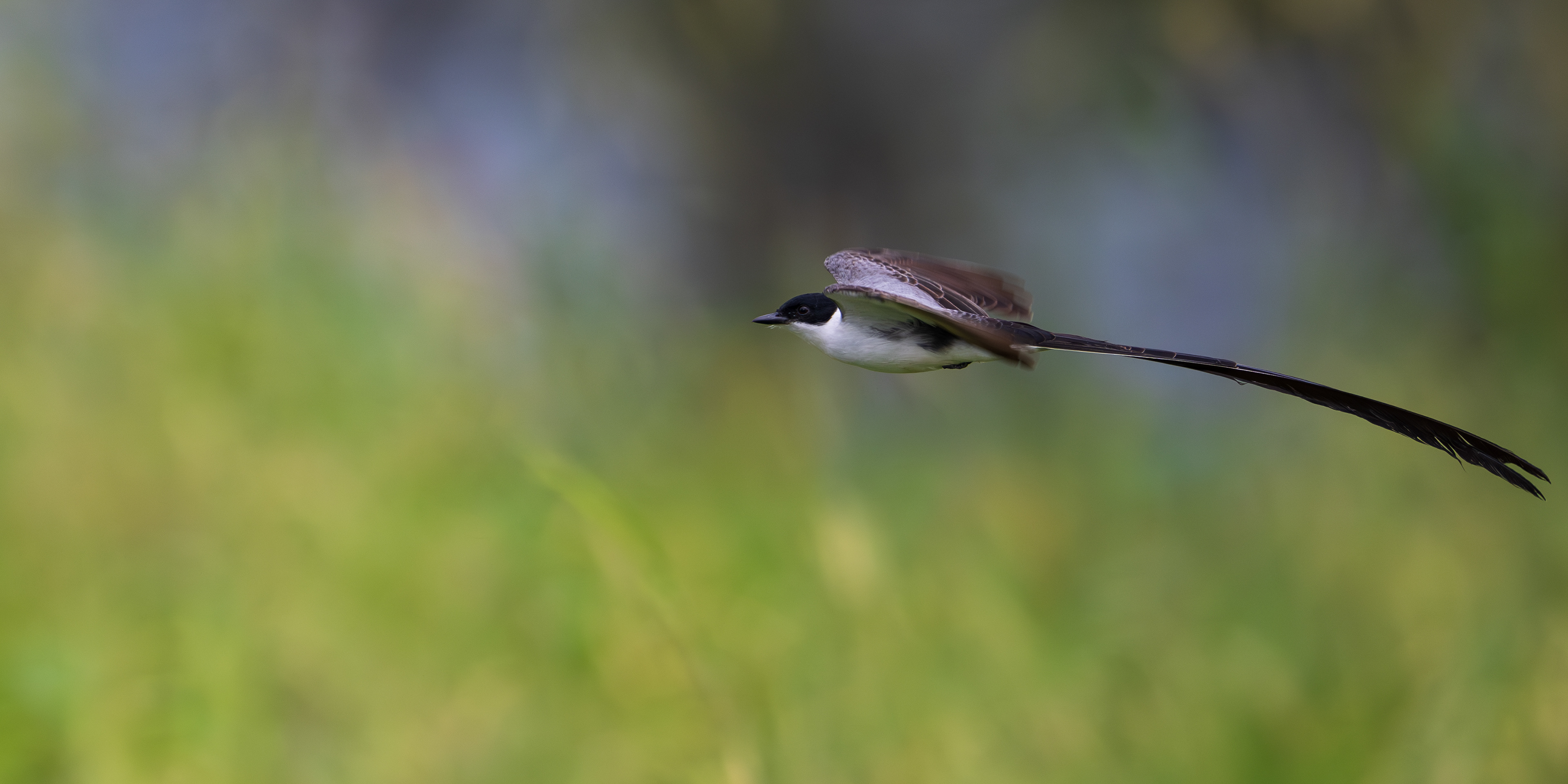 Fork-tailed Flycatcher