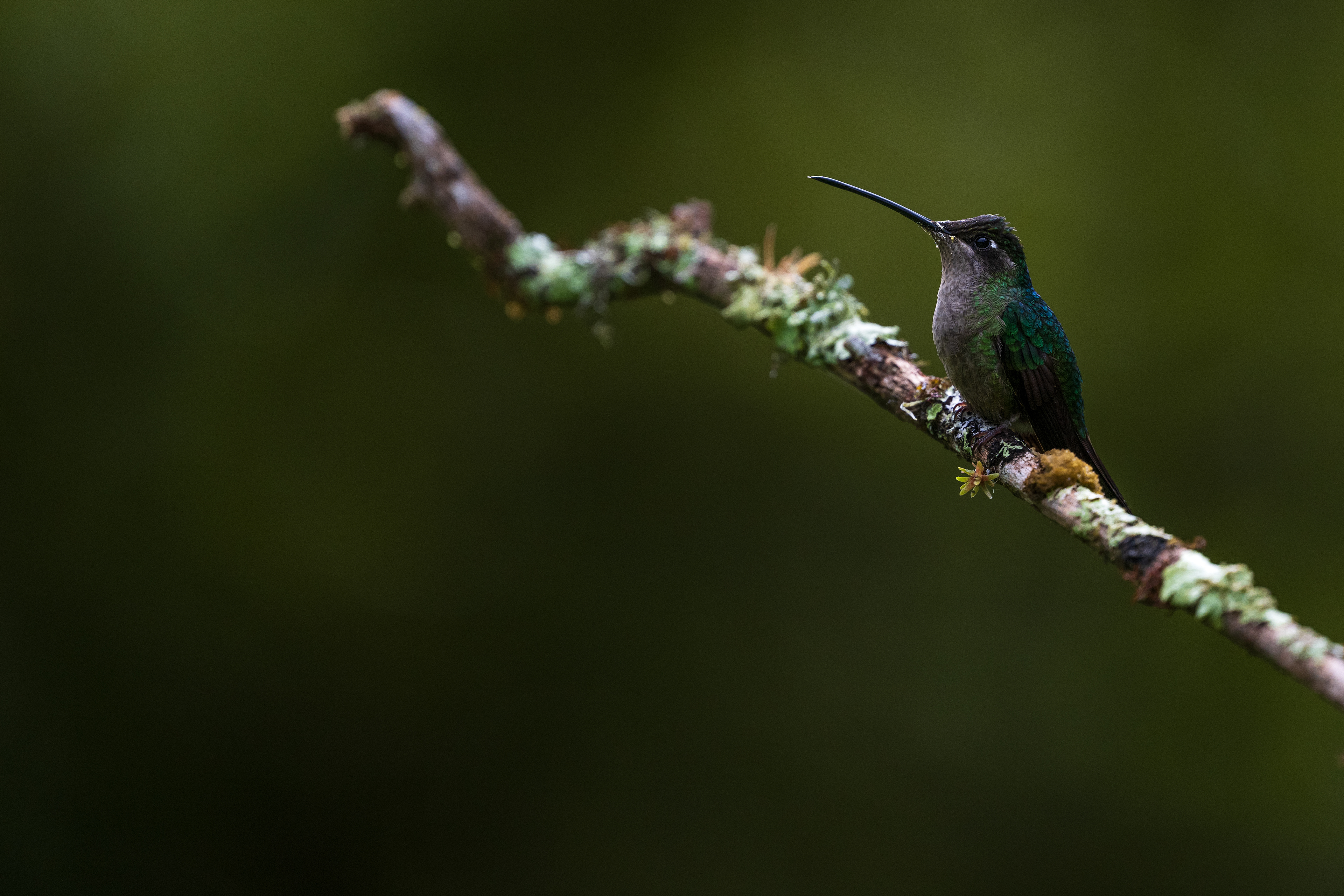 Talamanca Hummingbird