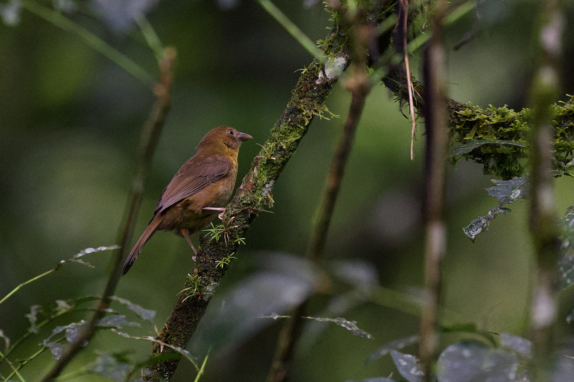Red-throated Ant Tanager