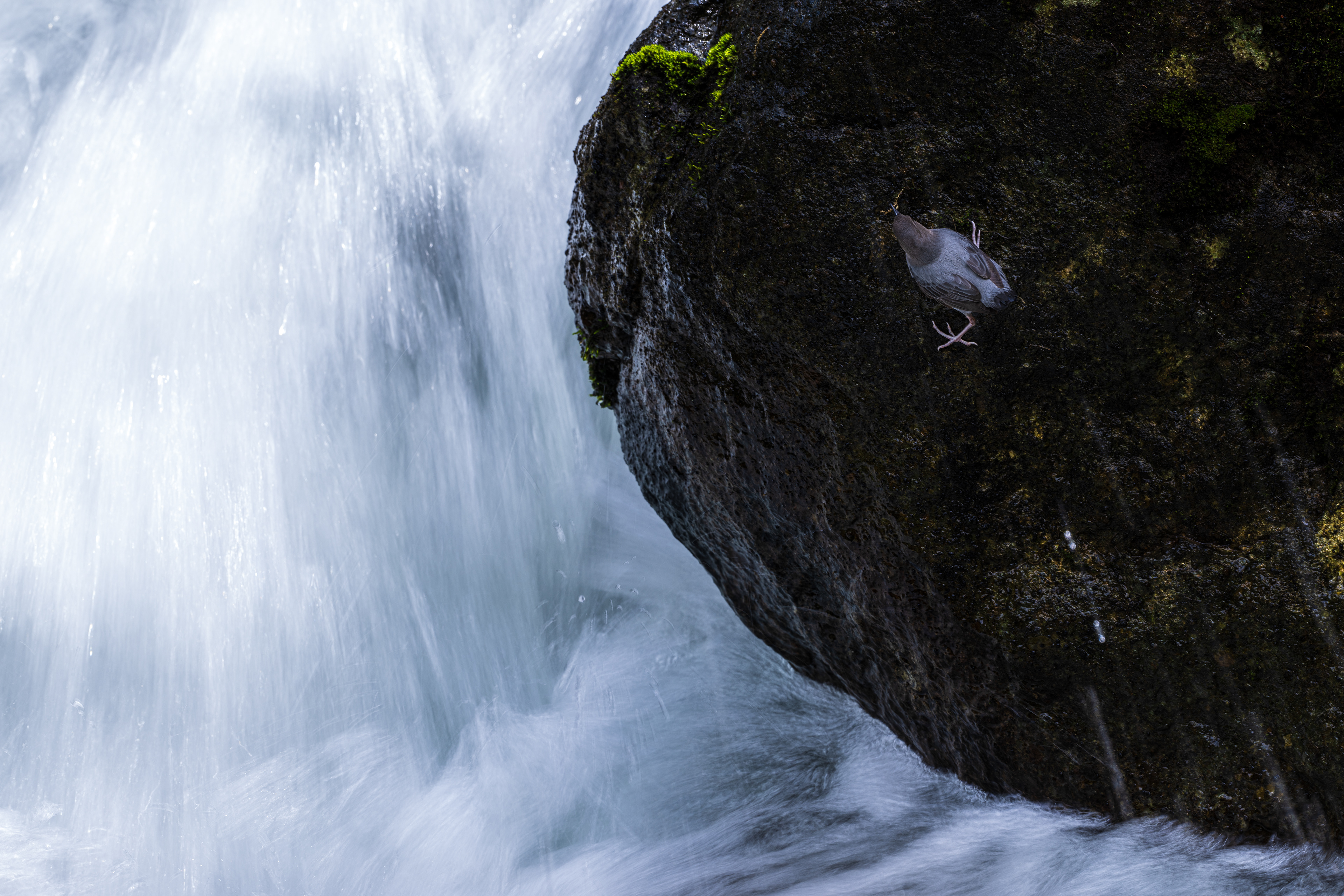 American Dipper