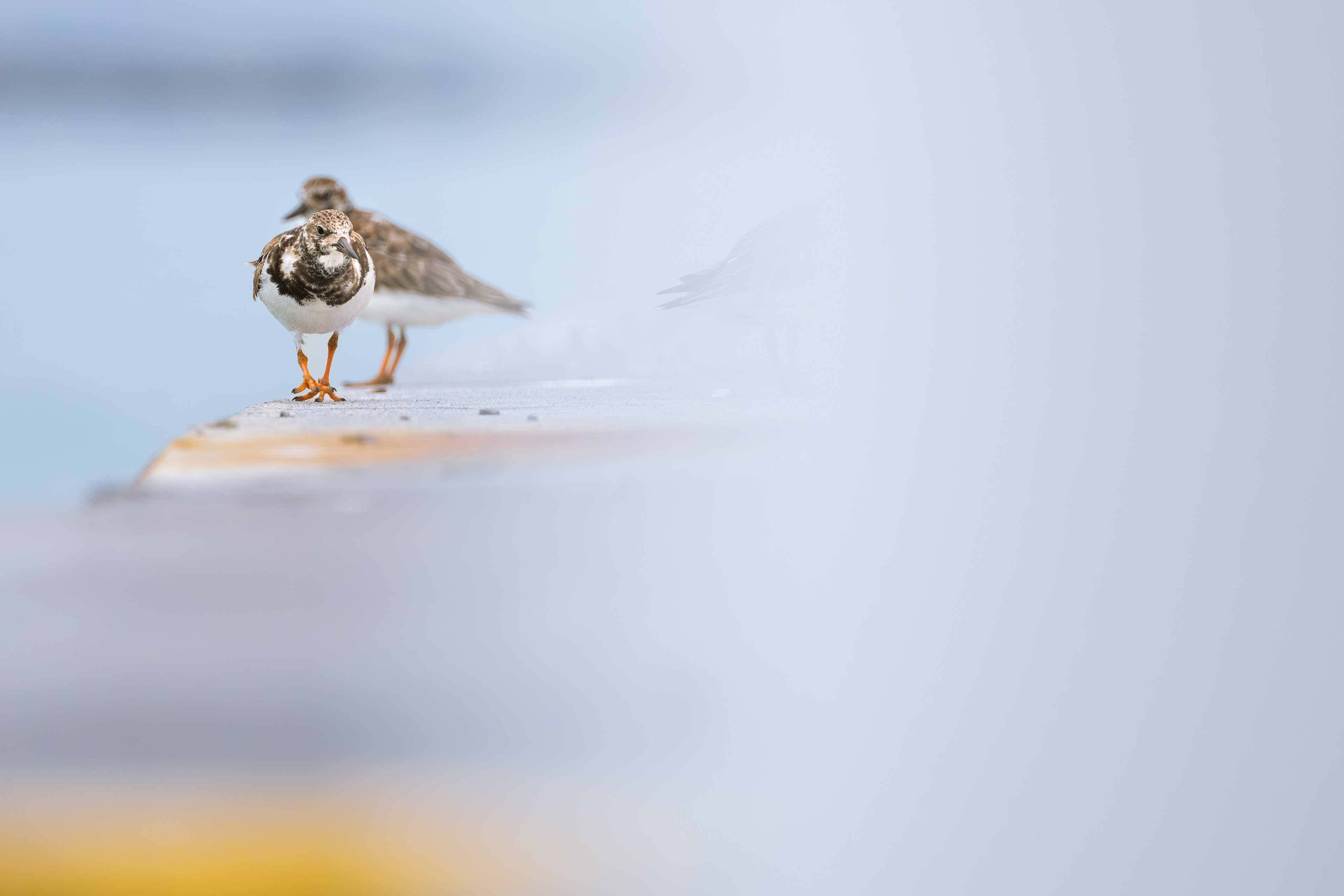 Ruddy Turnstone