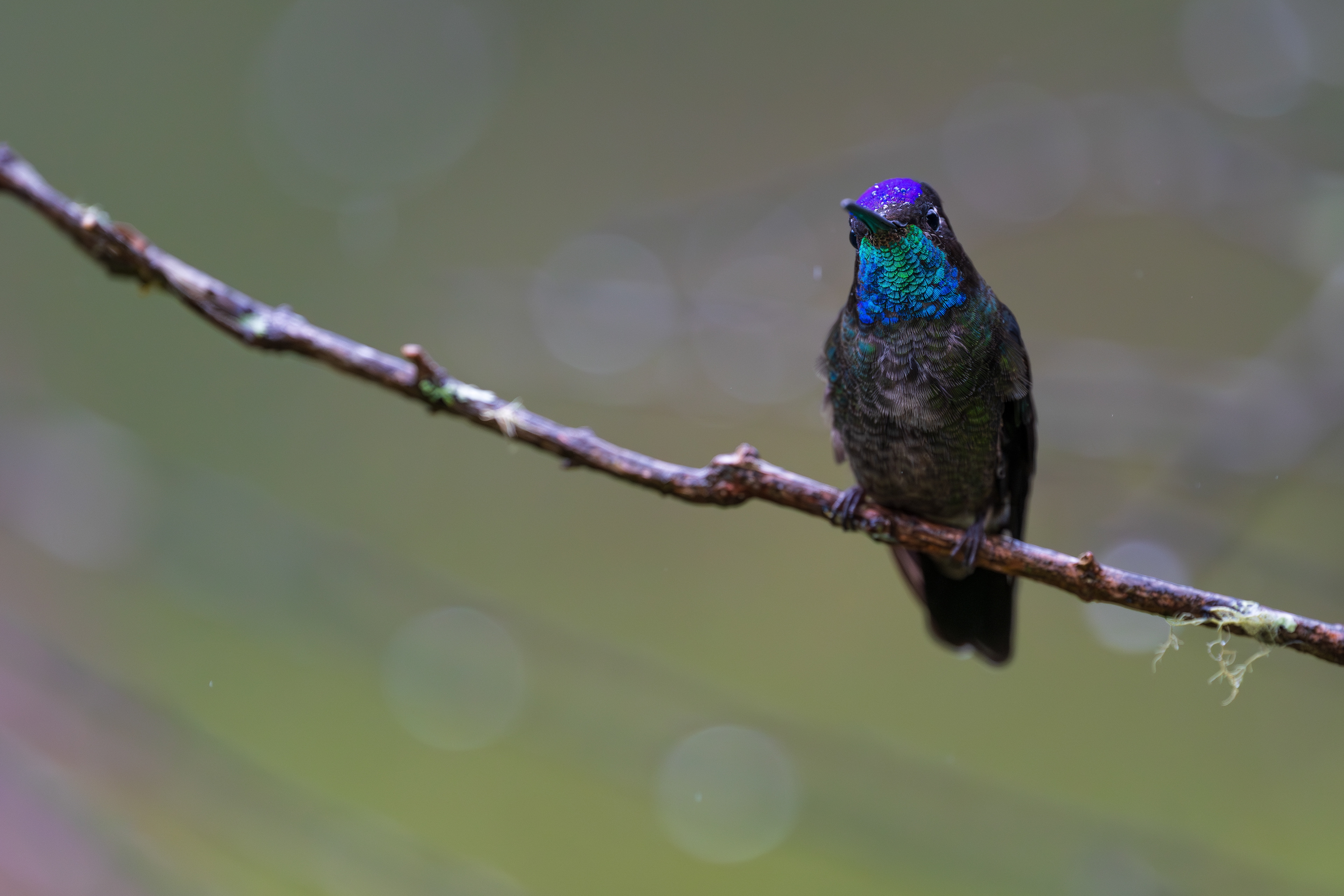 Talamanca Hummingbird