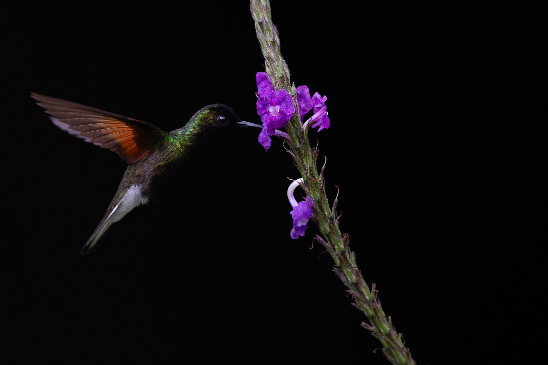 Black-bellied Hummingbird