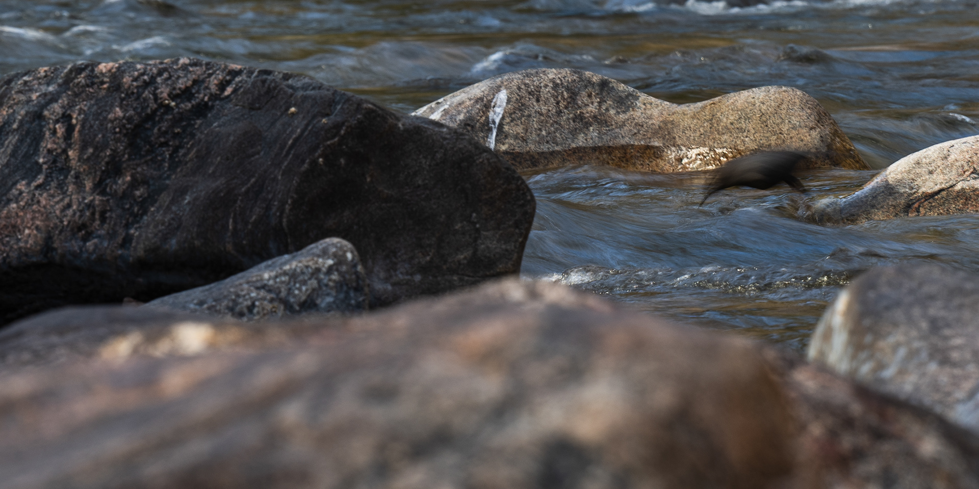 Slow shutter-speed American Dipper