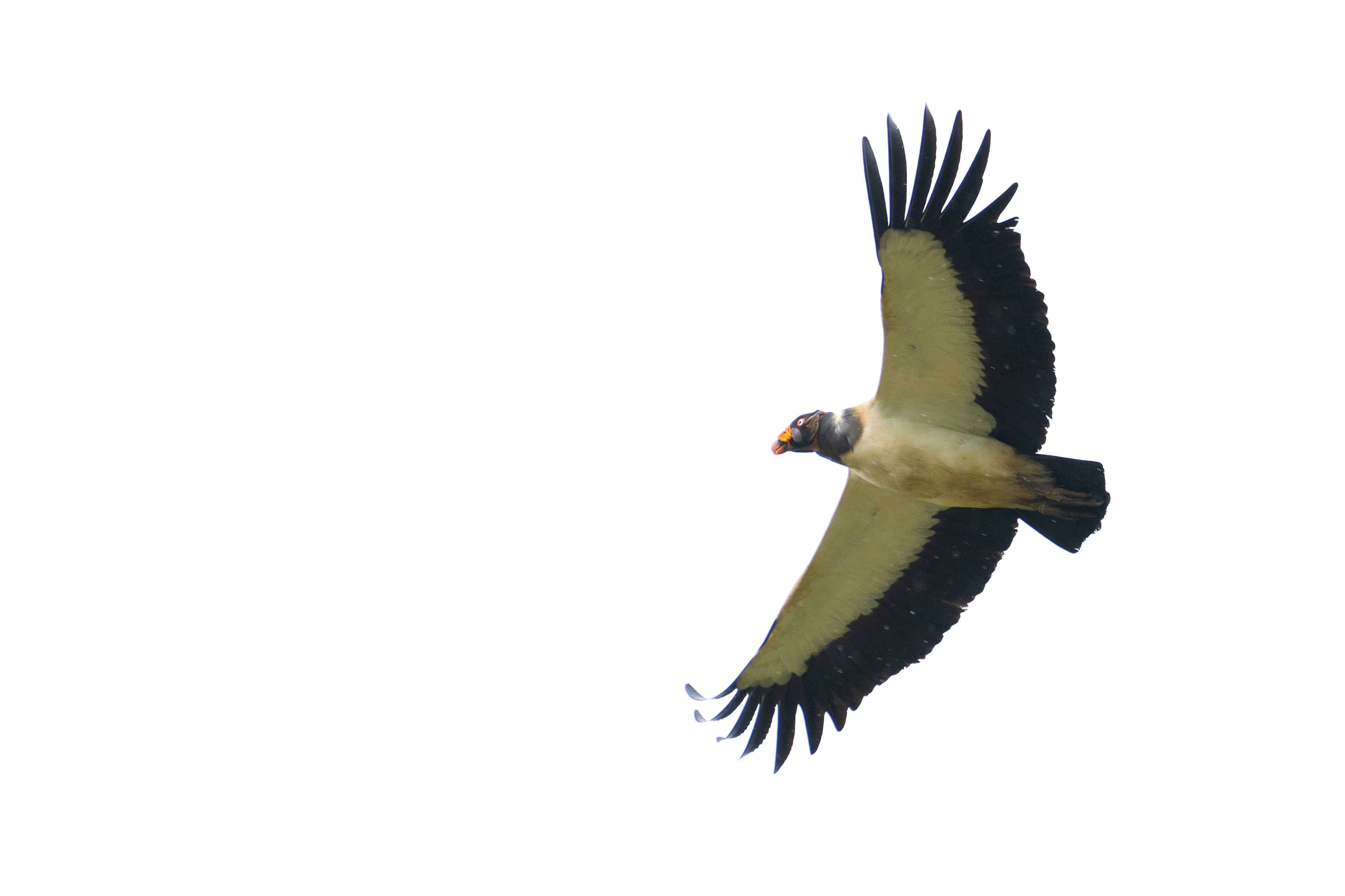 King Vulture