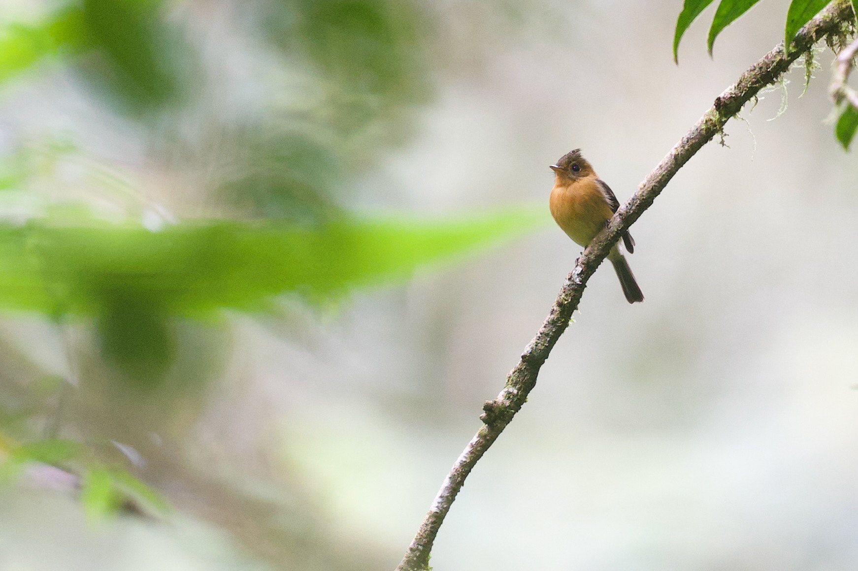 Tufted Flycatcher