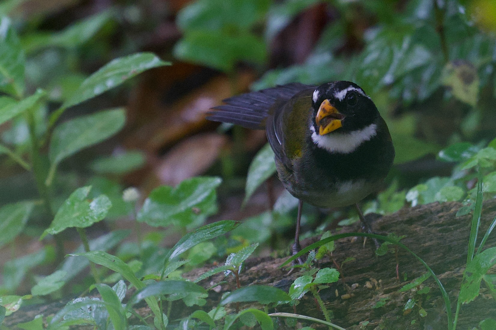 Orange-billed Sparrow