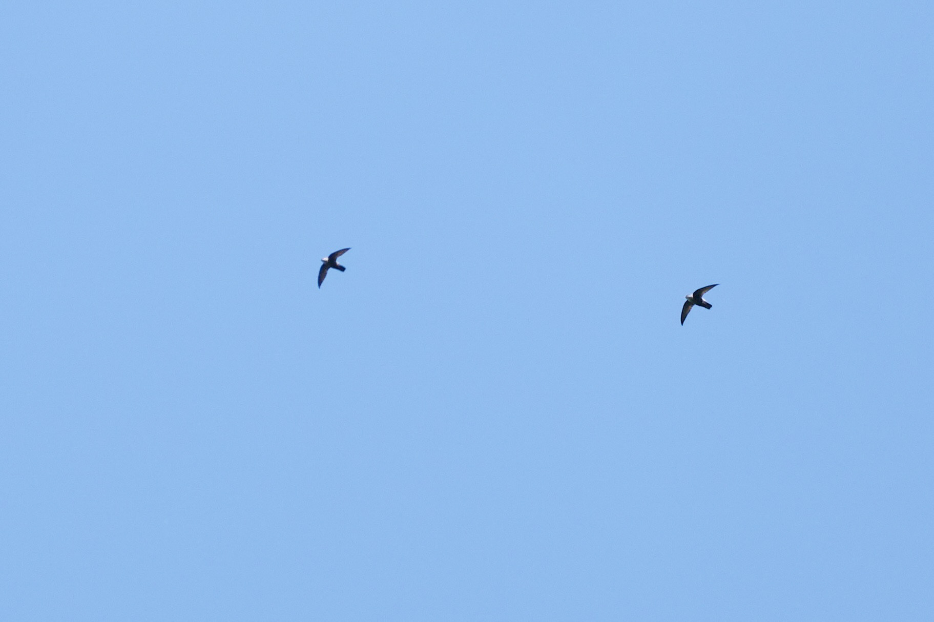Costa Rican Swifts