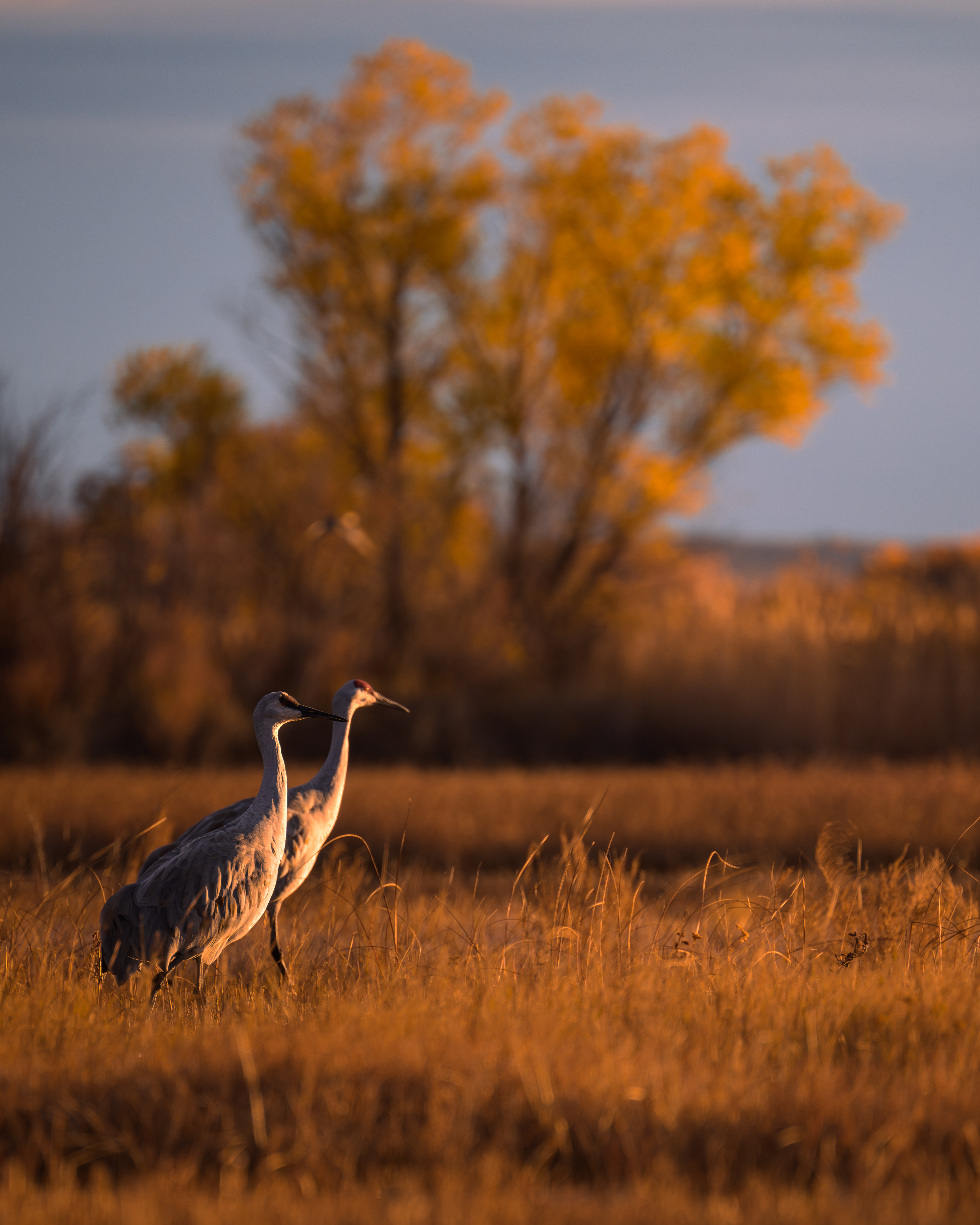 Sandhill Crane