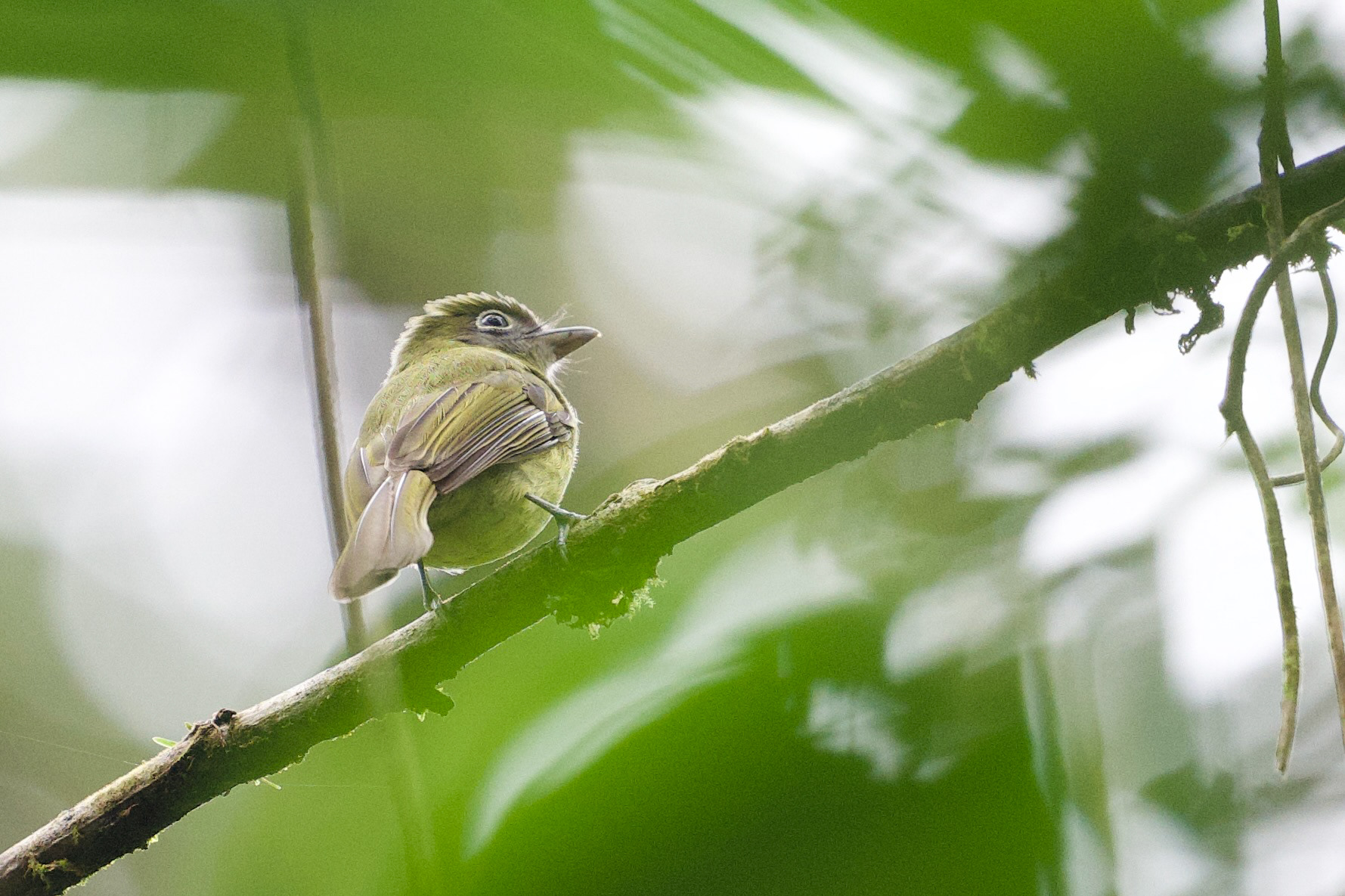 Eye-ringed Flatbill