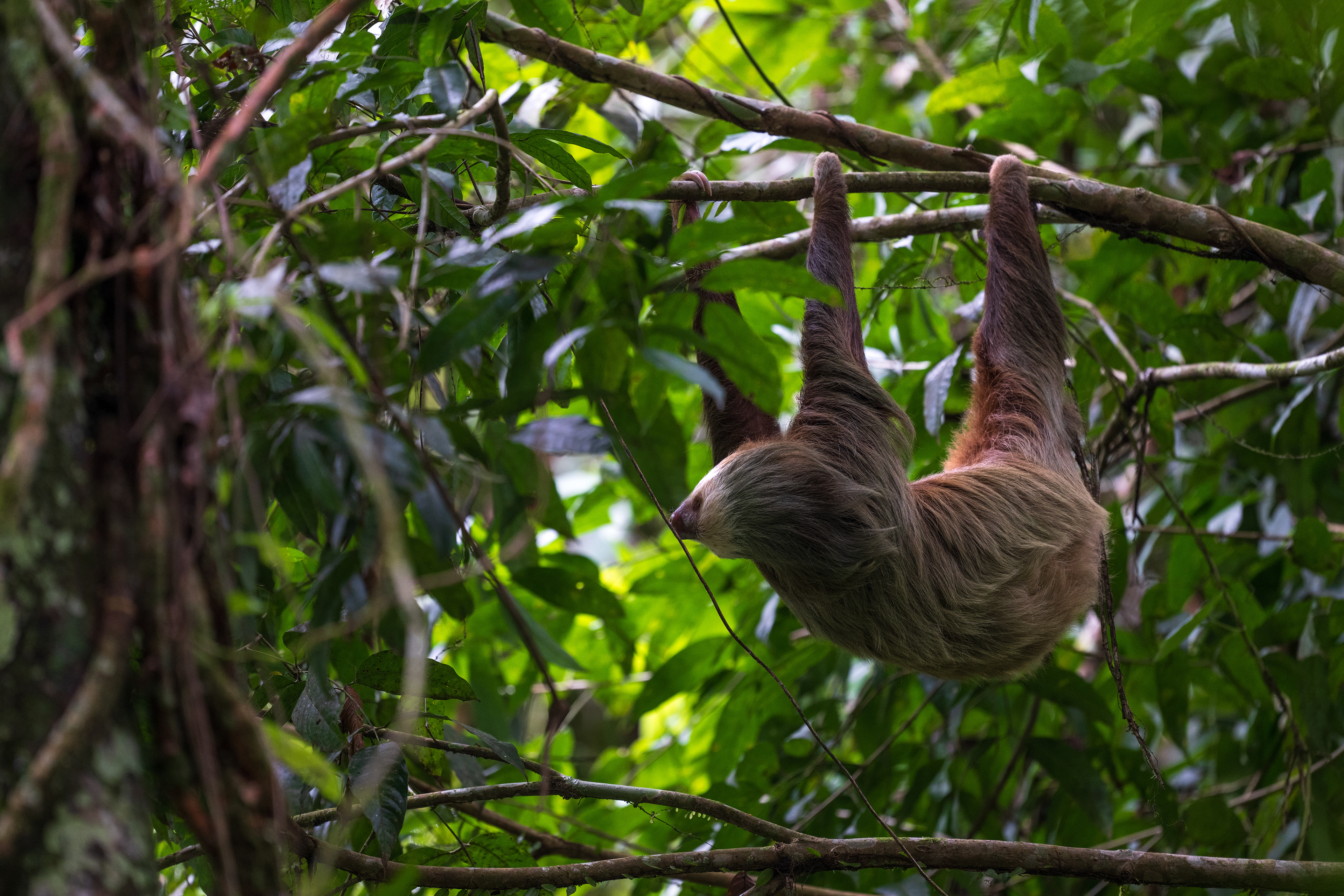 Two-toed Sloth