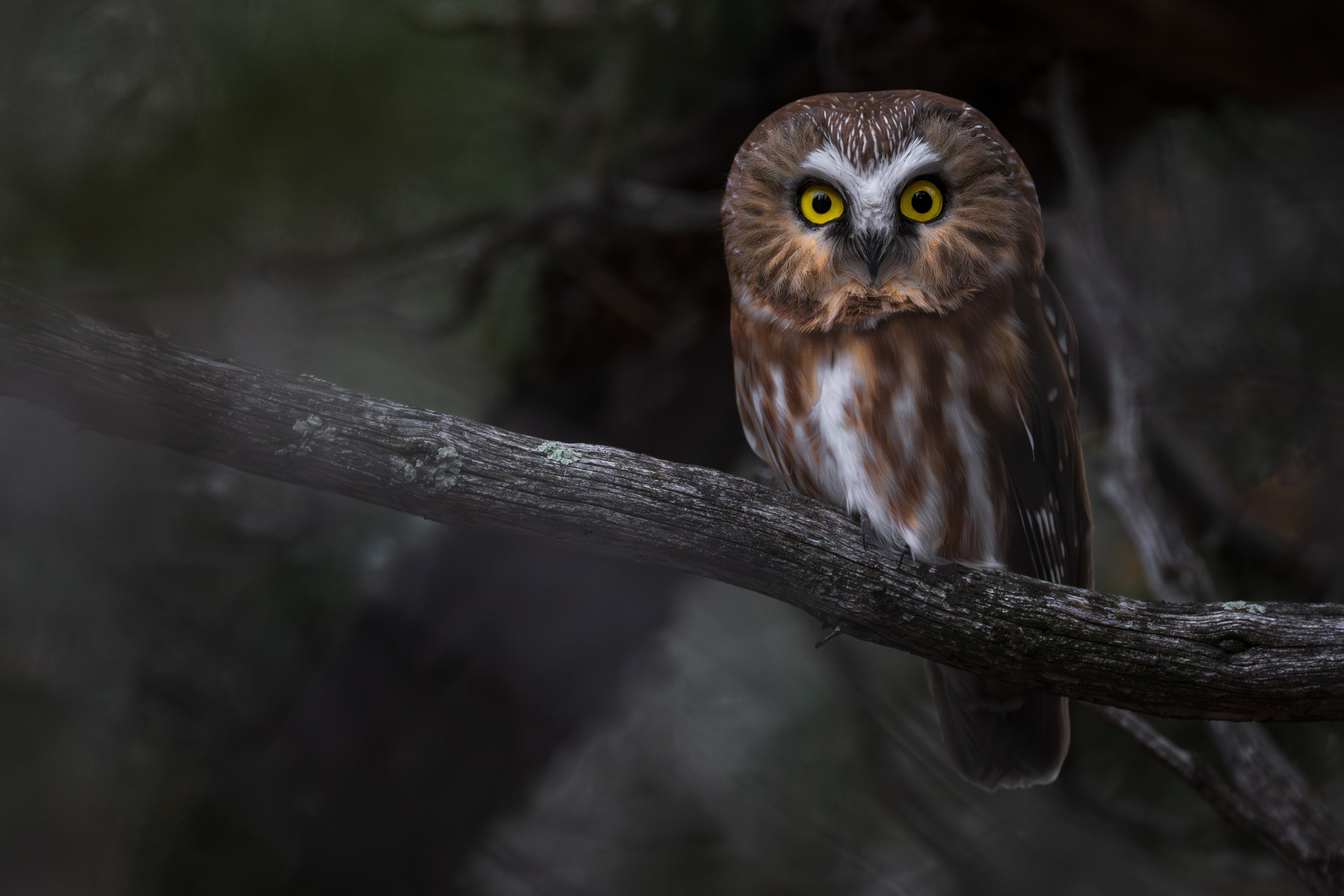 Northern Saw-whet Owl