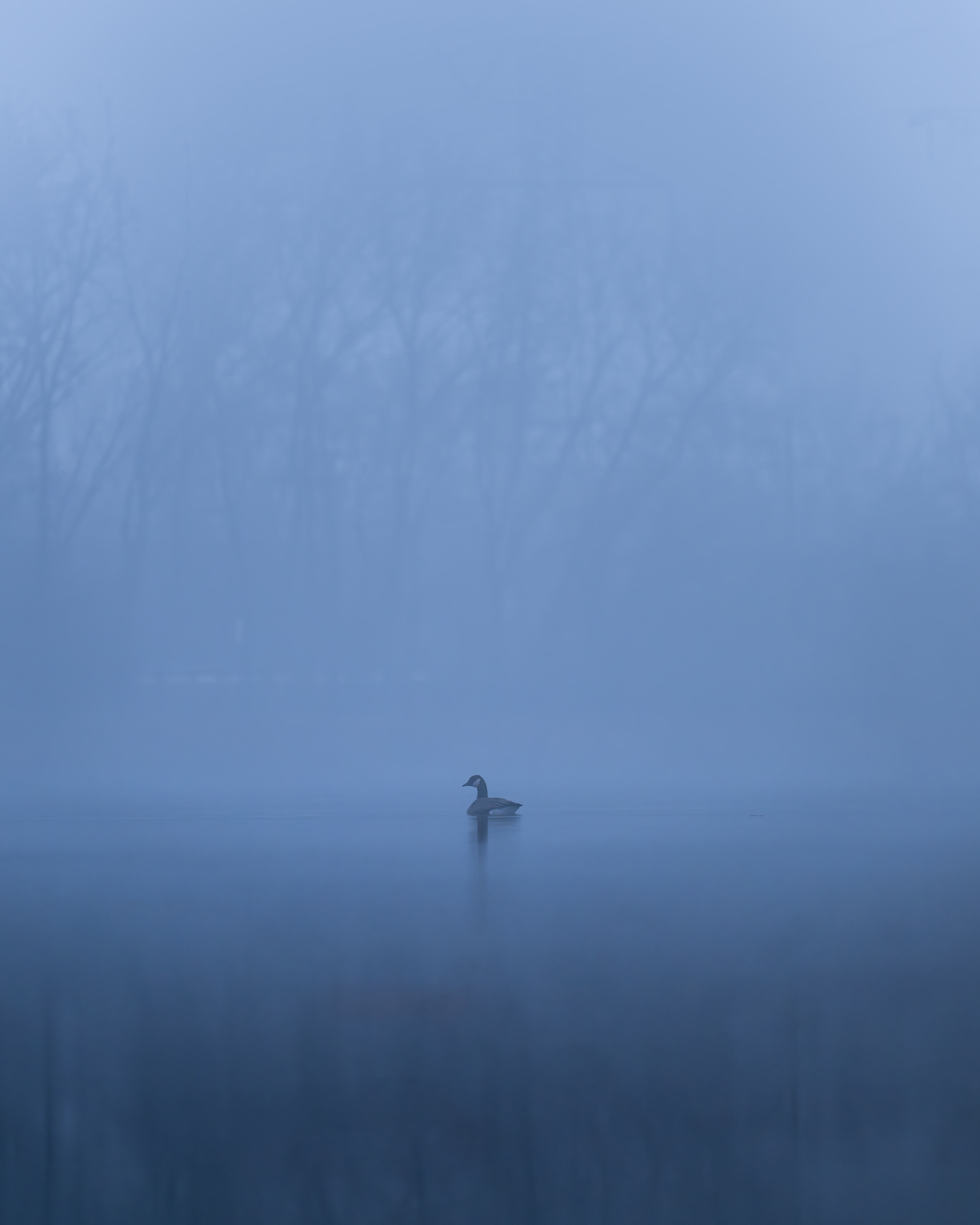 Cackling Goose