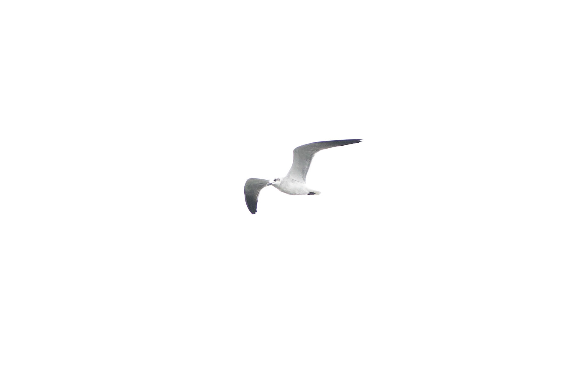Laughing Gull