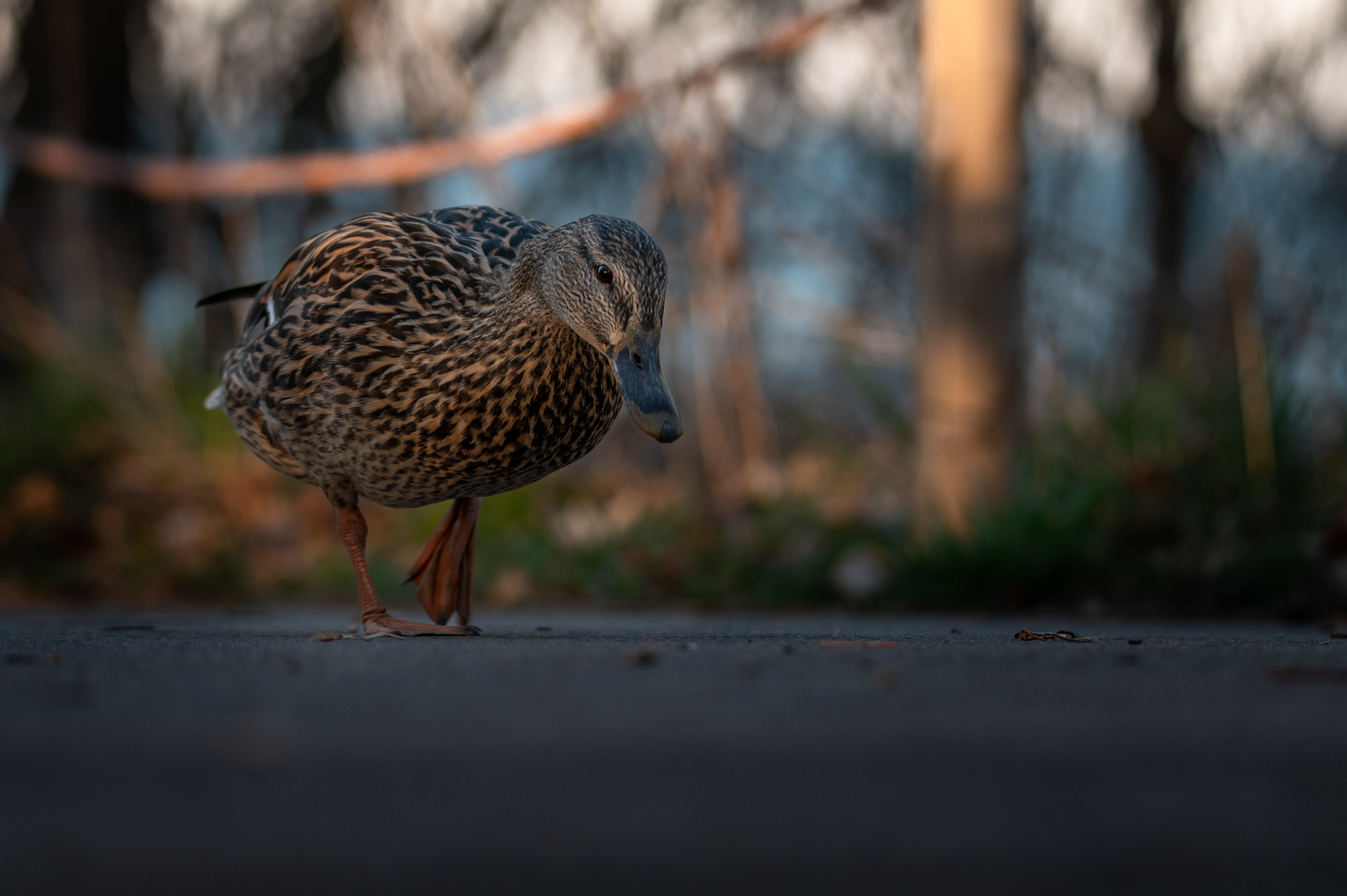 Mallard
