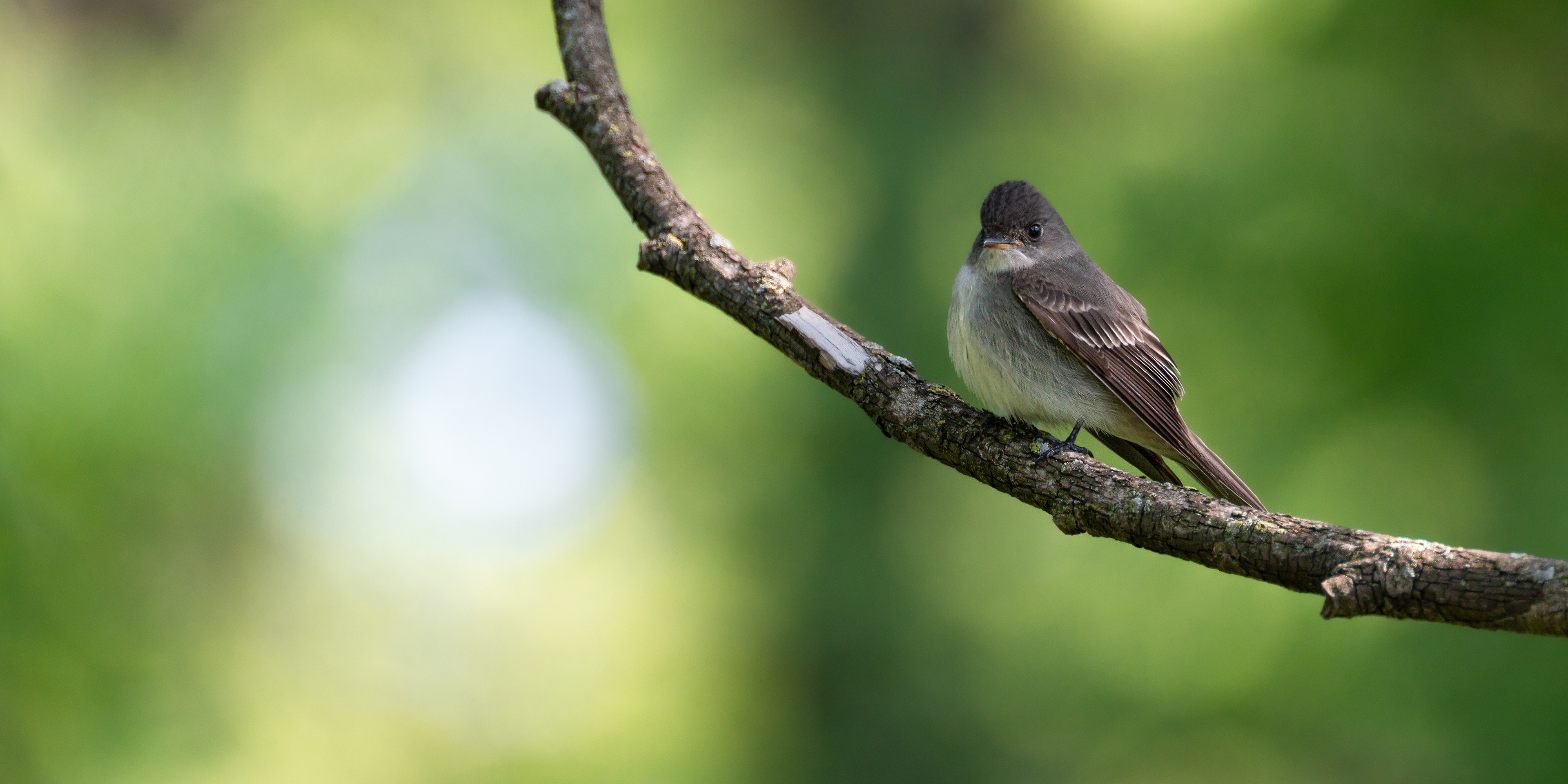 Eastern Wood Pewee