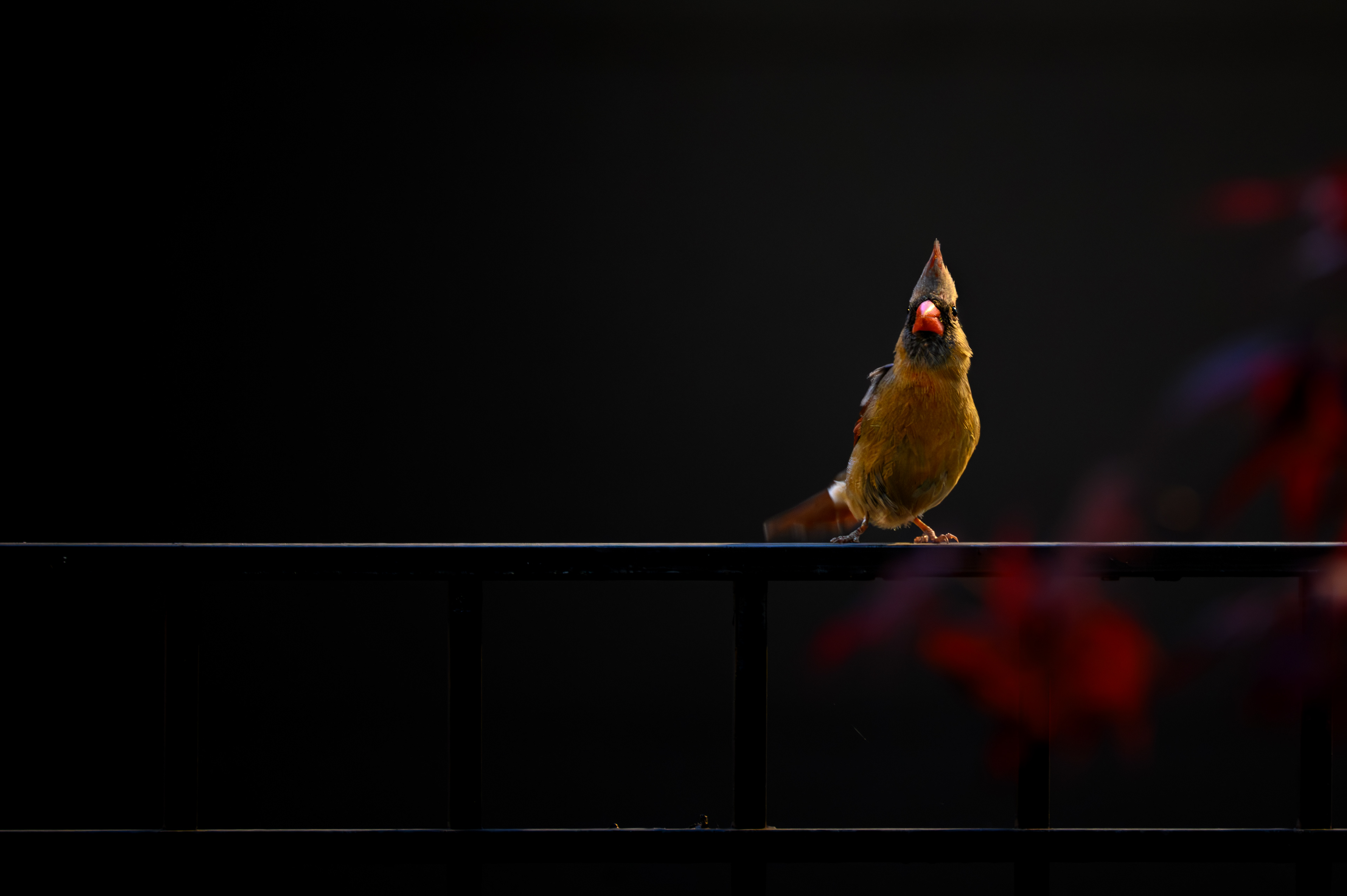 Northern Cardinal