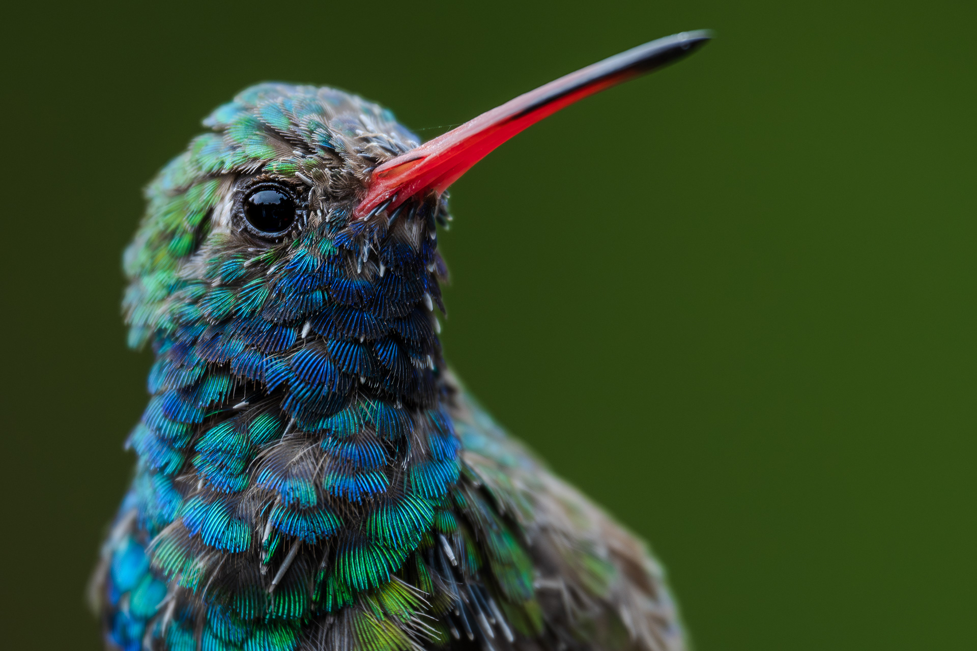 Broad-billed Hummingbird