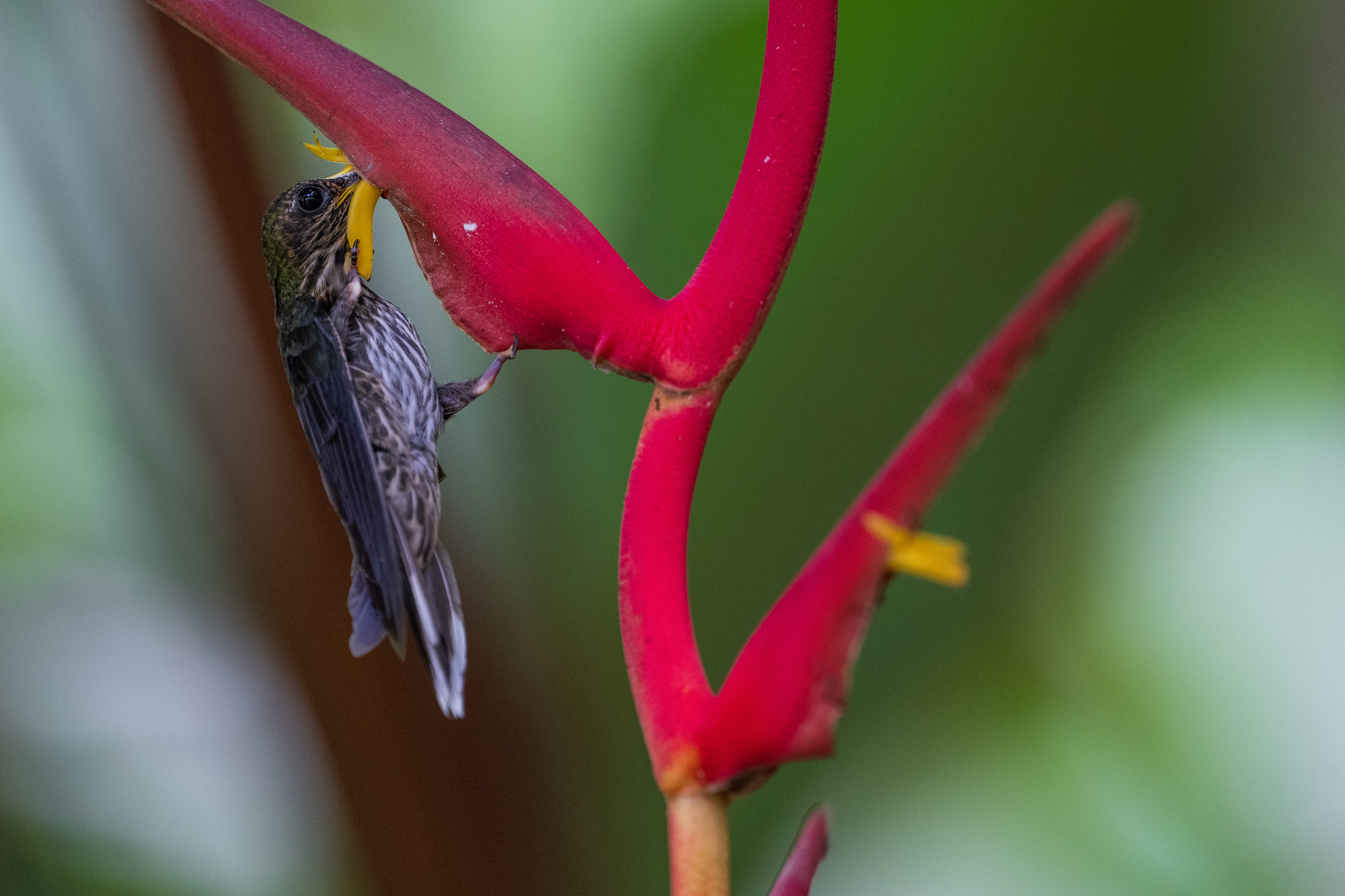 White-tipped Sicklebill