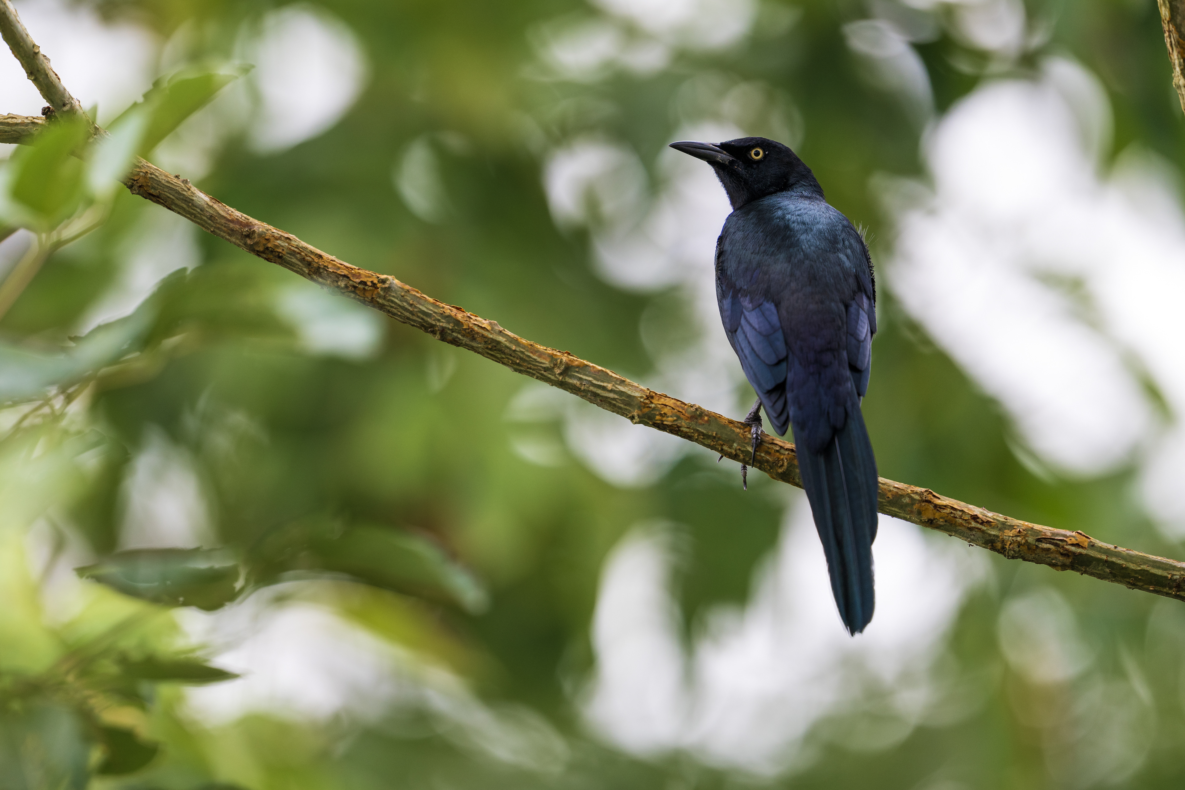 Nicaraguan Grackle