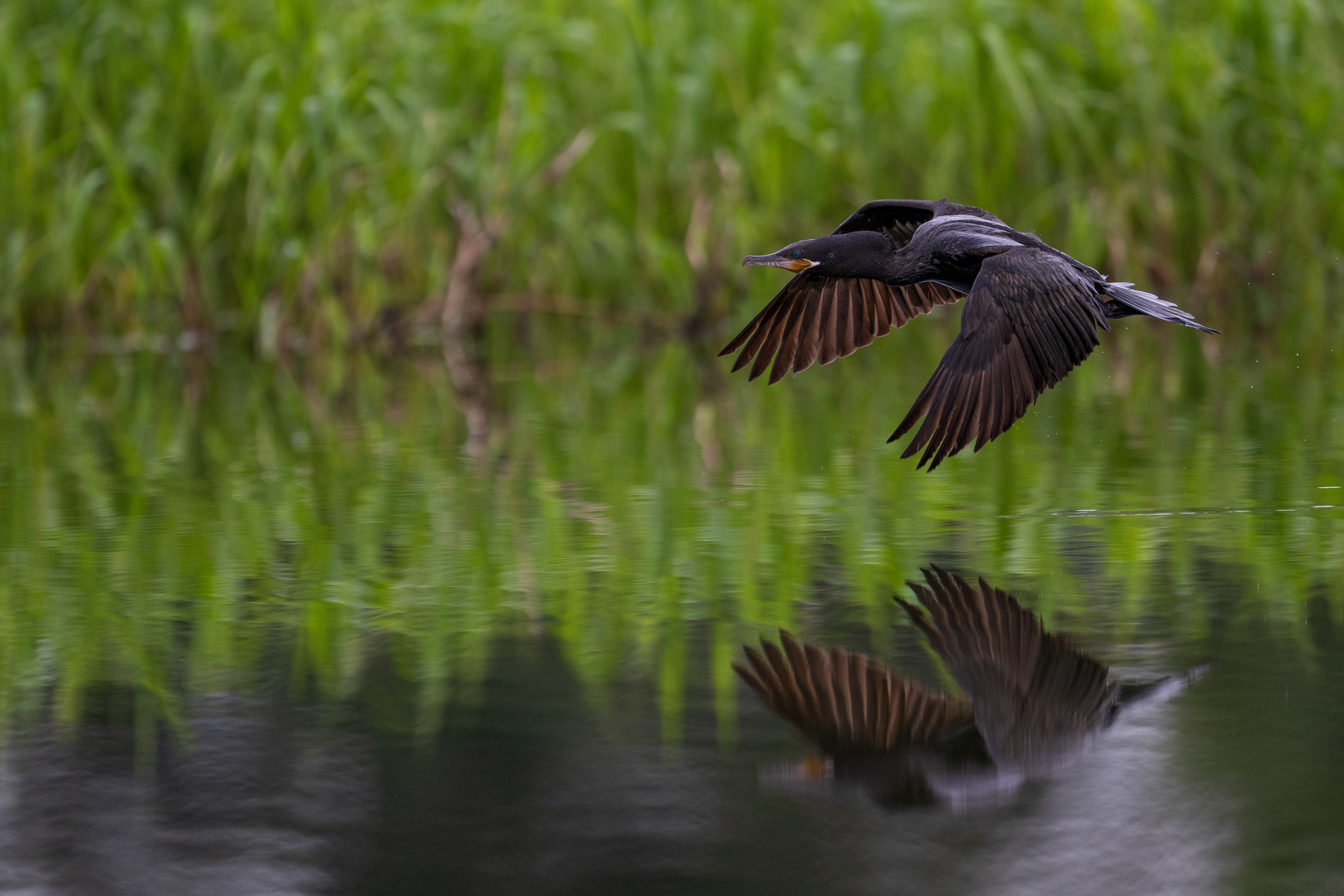Neotropic Cormorant