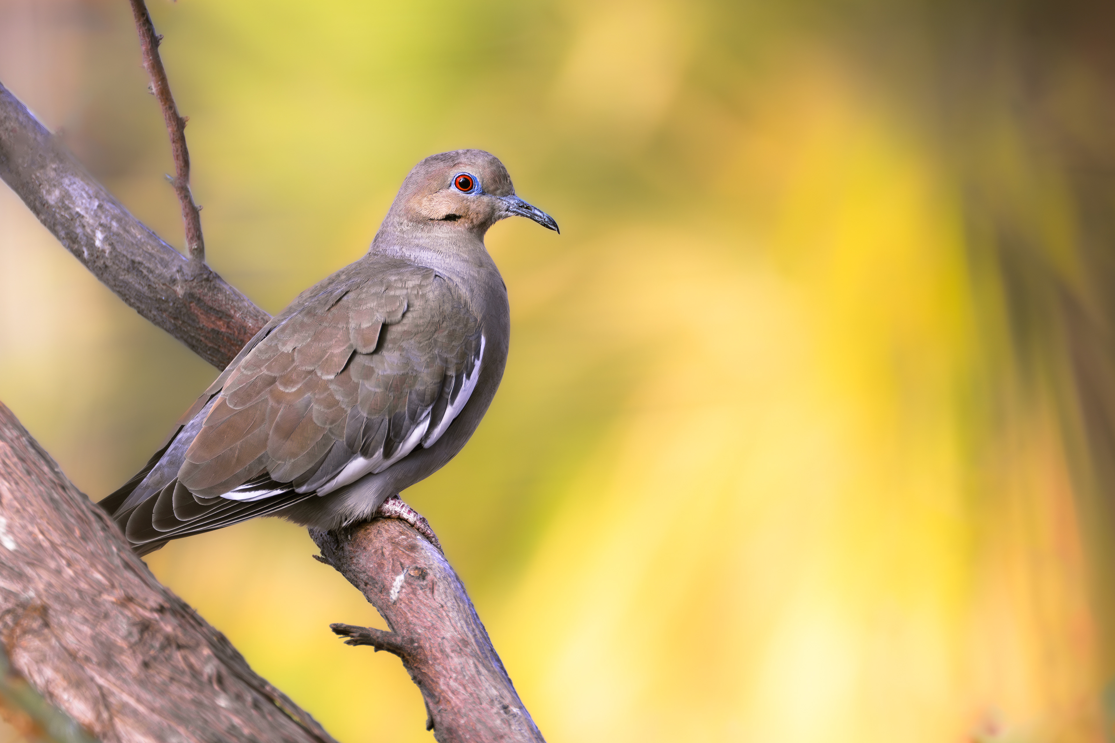White-winged Dove