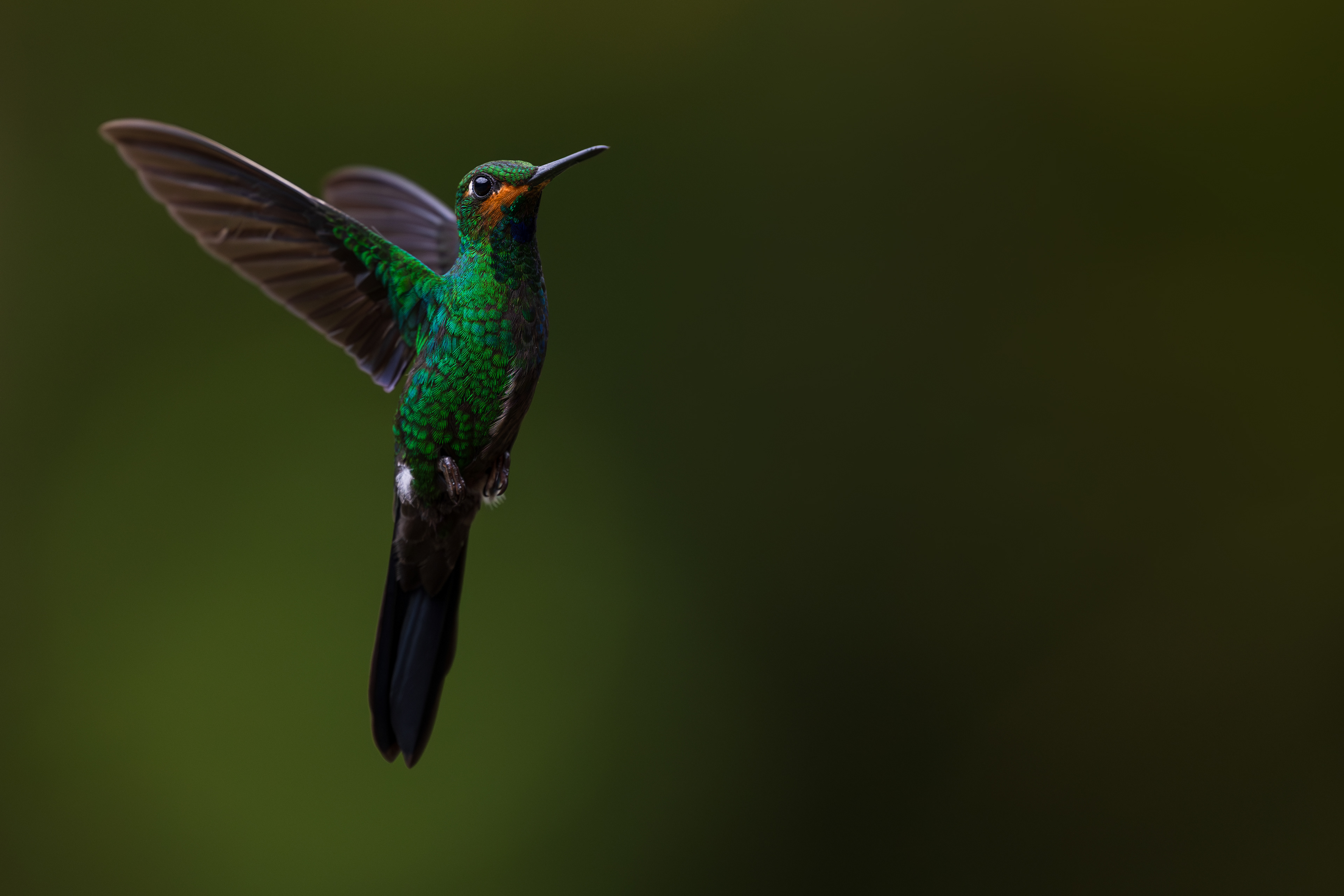Green-crowned Brilliant