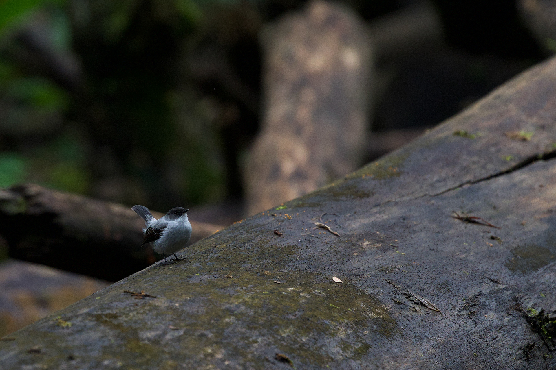 Torrent Tyrannulet