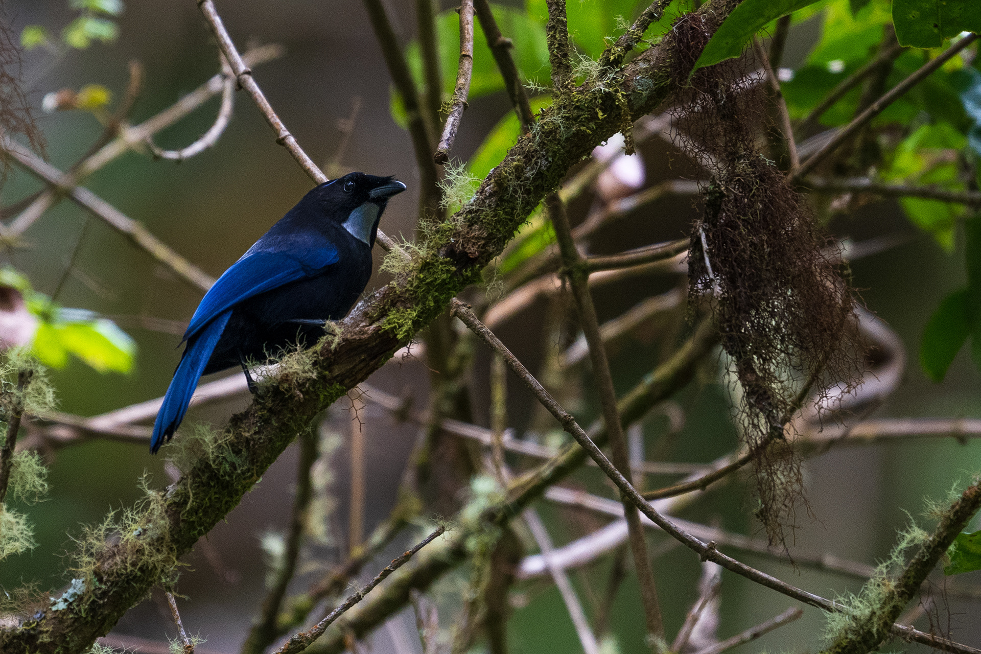 Silvery-throated Jay