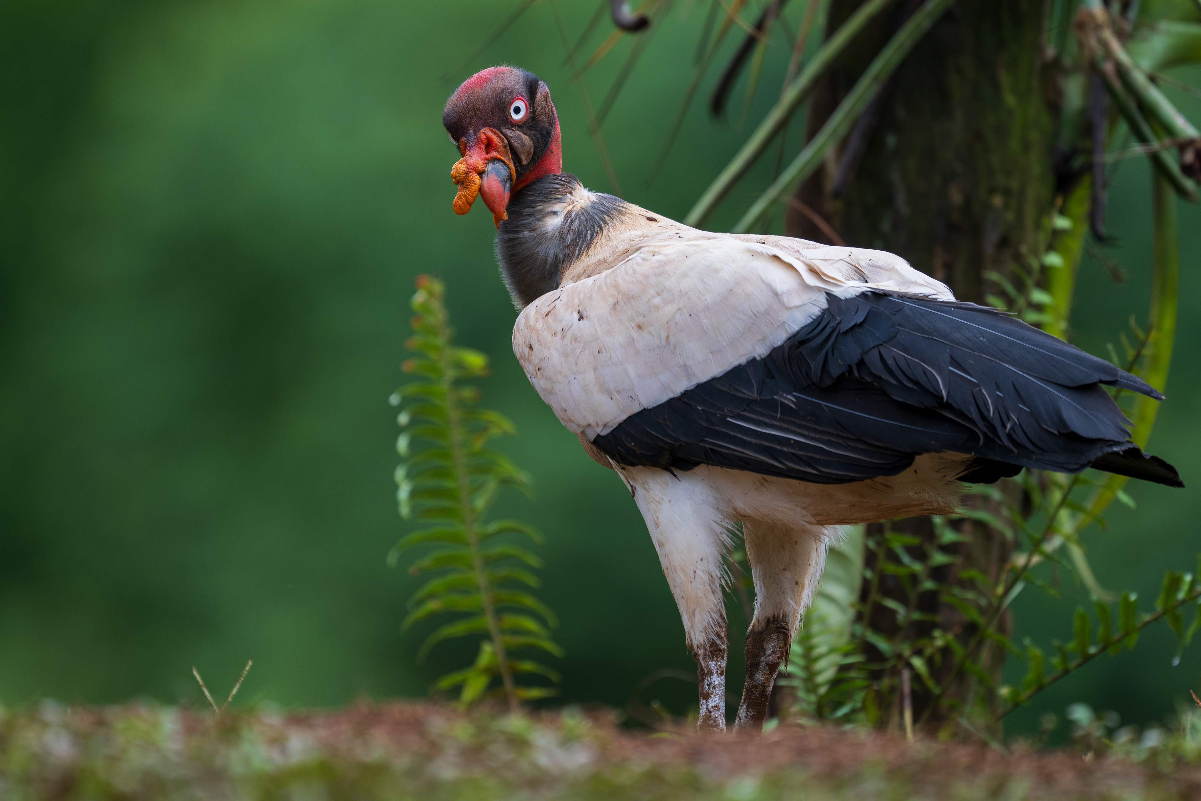 King Vulture