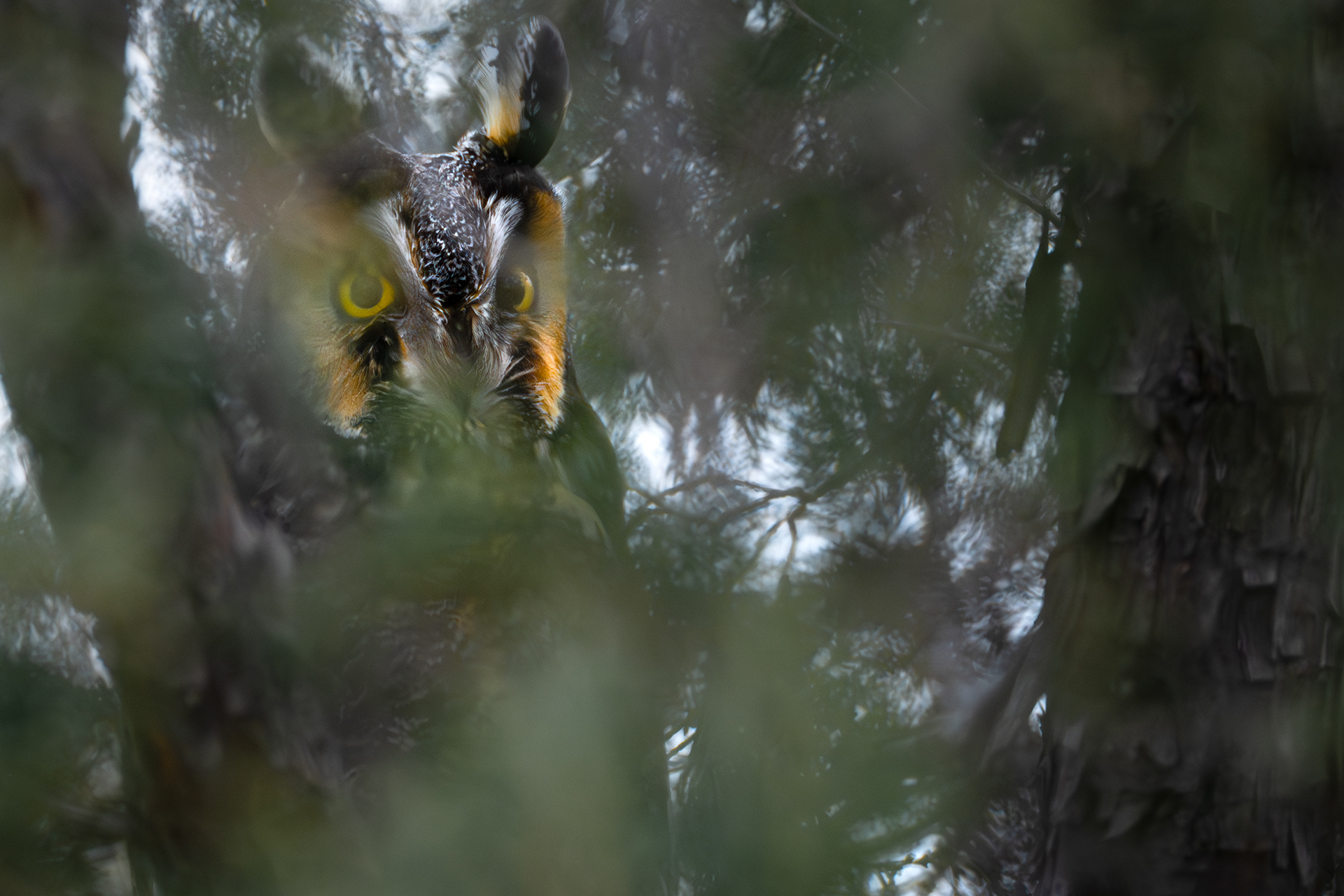 Long-eared Owl