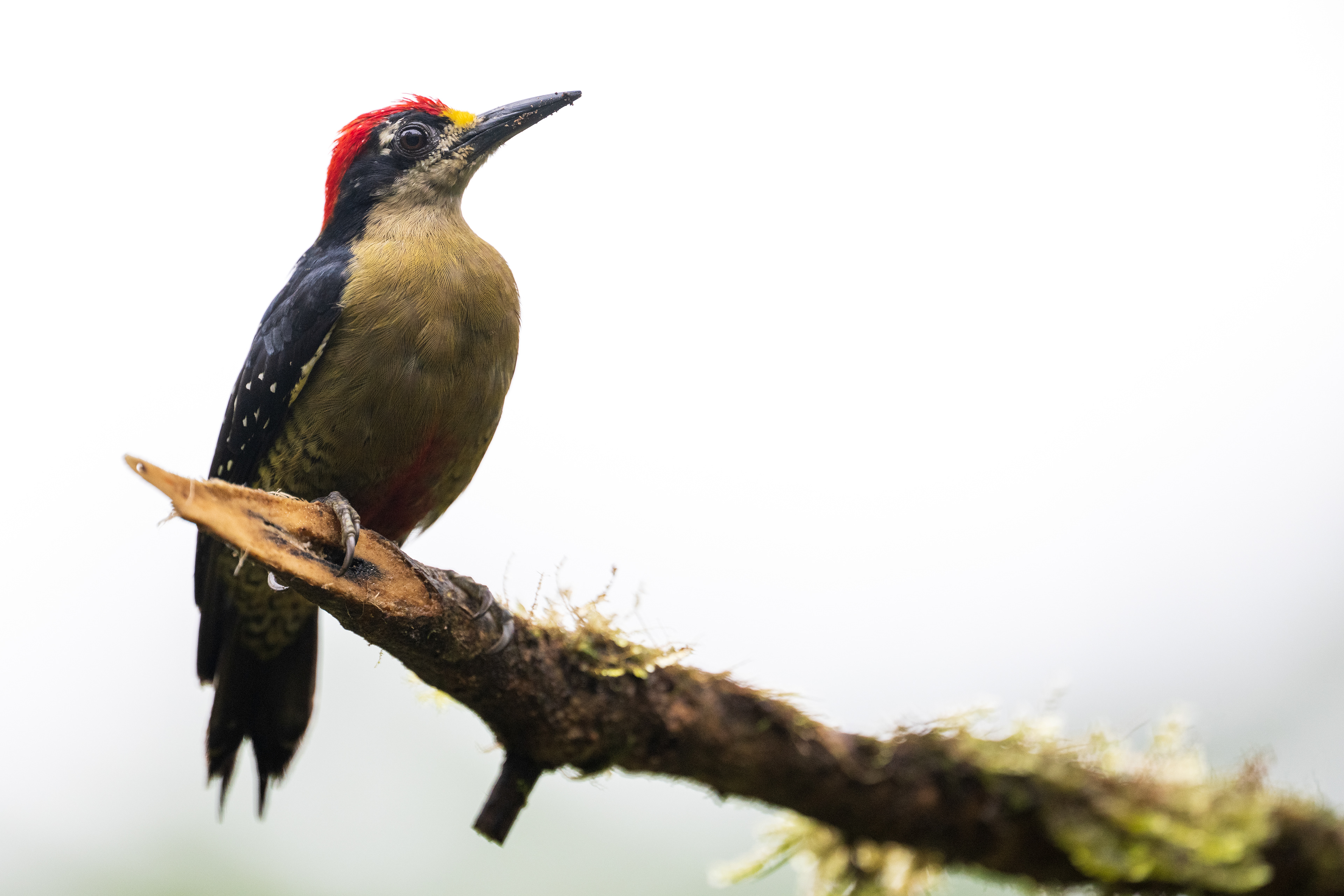 Black-cheeked Woodpecker