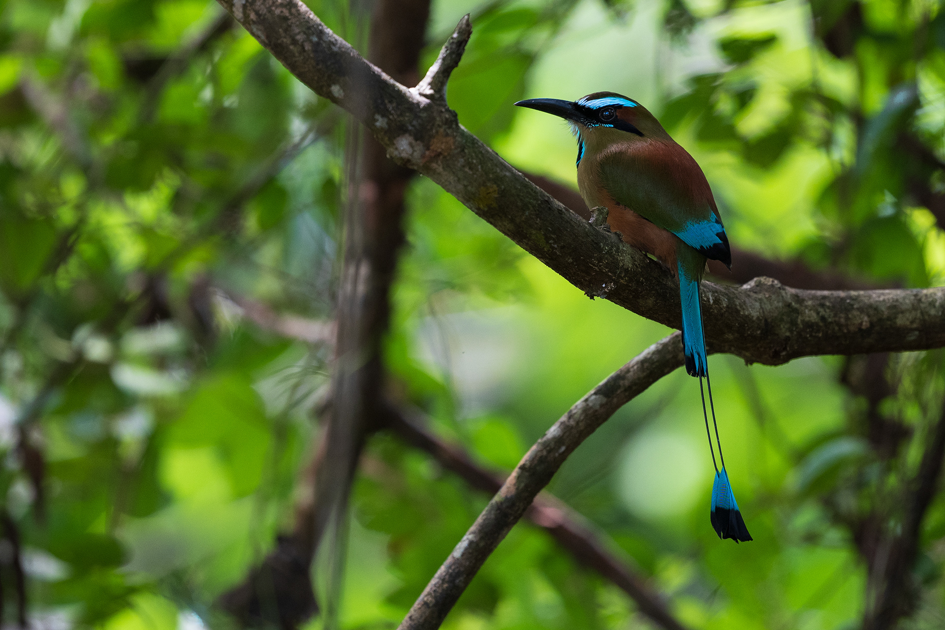 Turquoise-browned Motmot