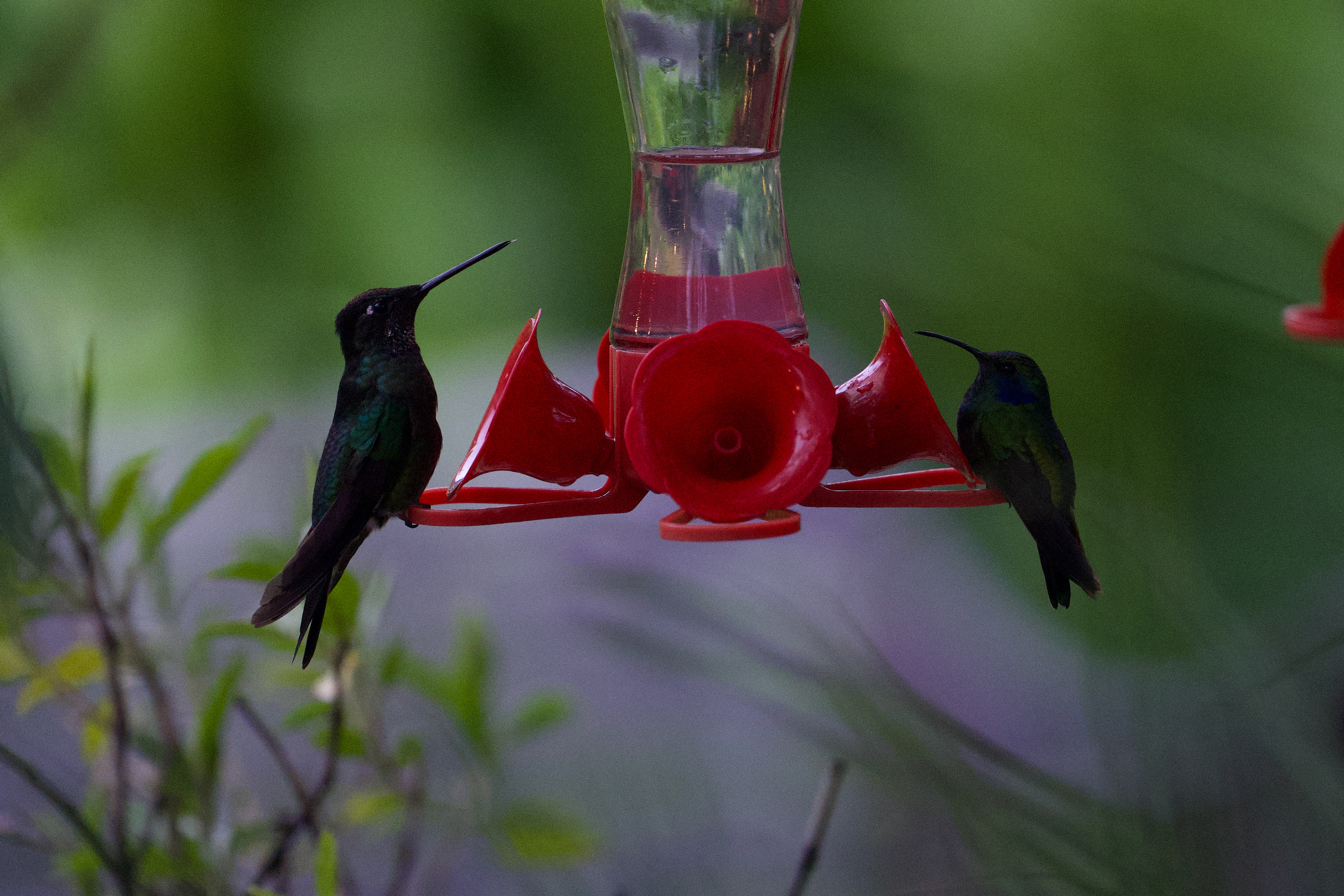 Talamanca Hummingbird and Lesser Violetear