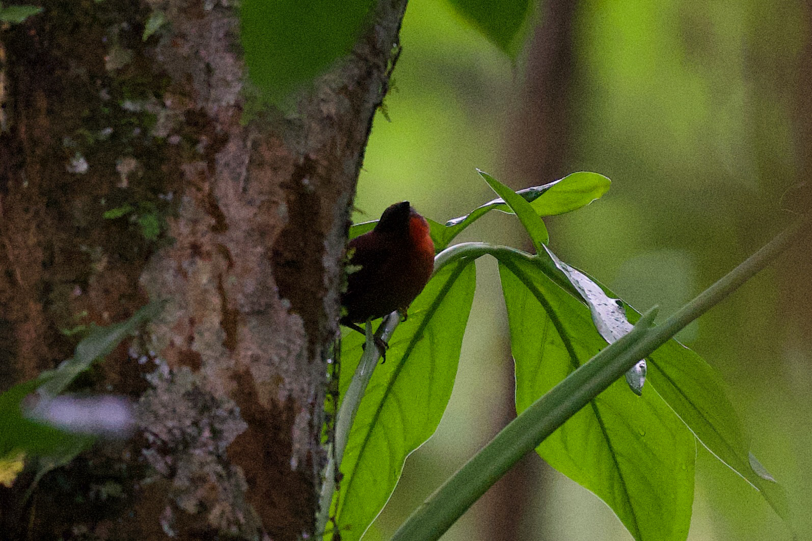 Red-throated Ant-Tanager