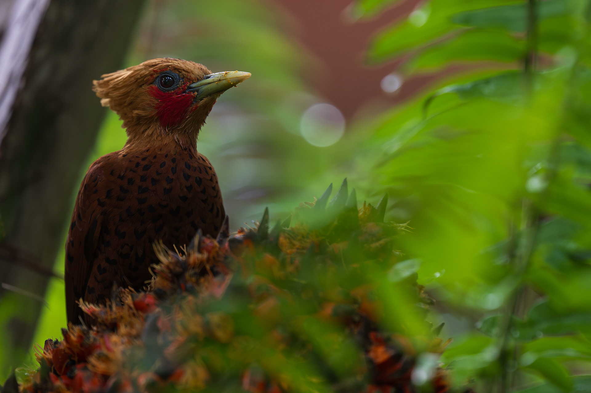 Chestnut-colored Woodpecker