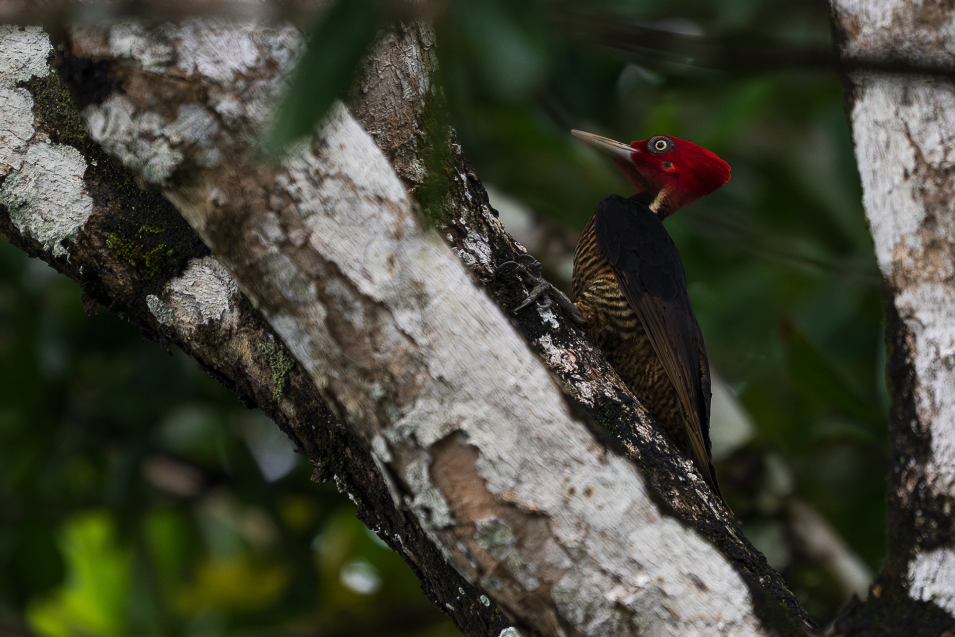 Pale-billed Woodpecker