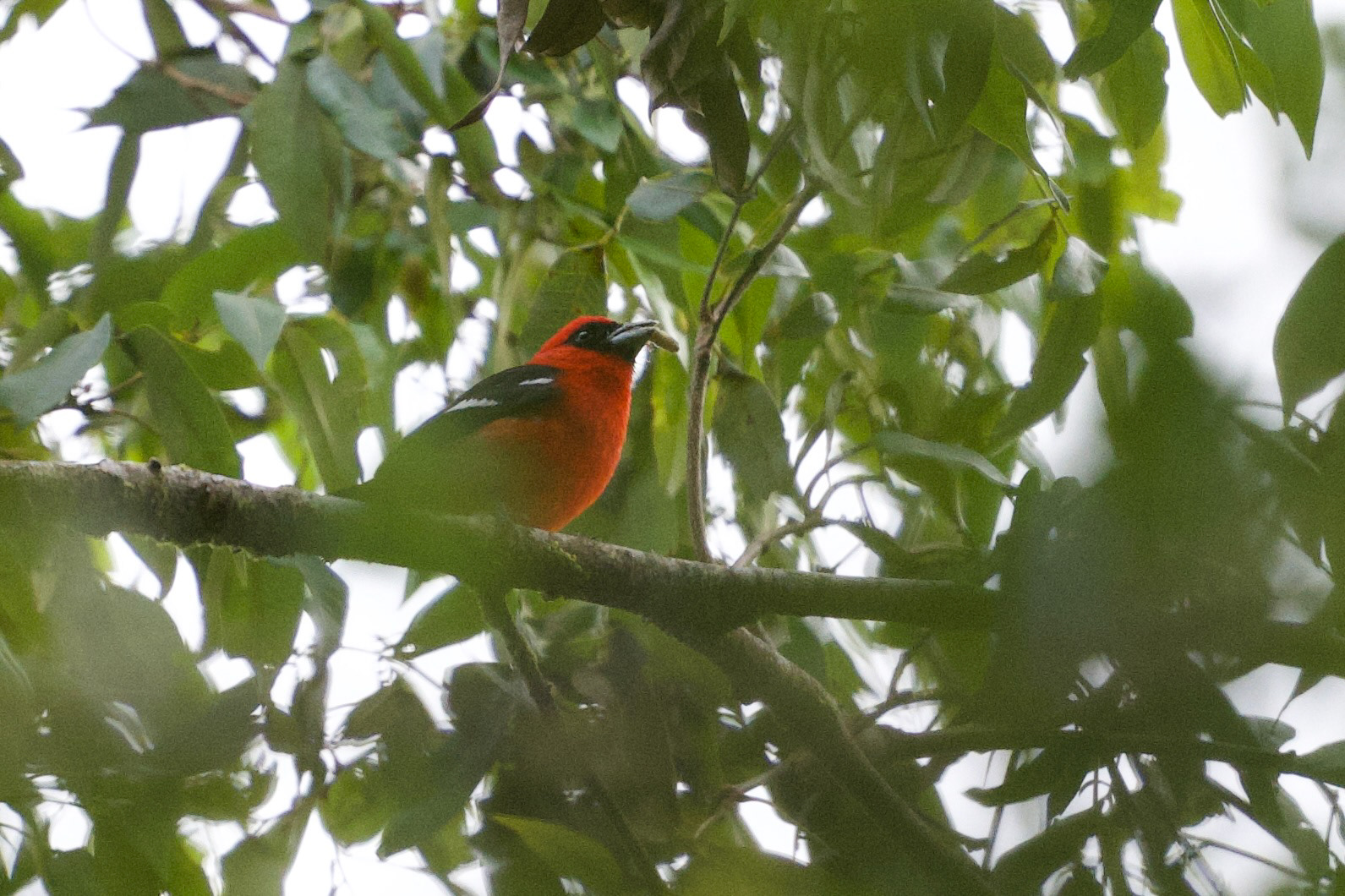 White-winged Tanager