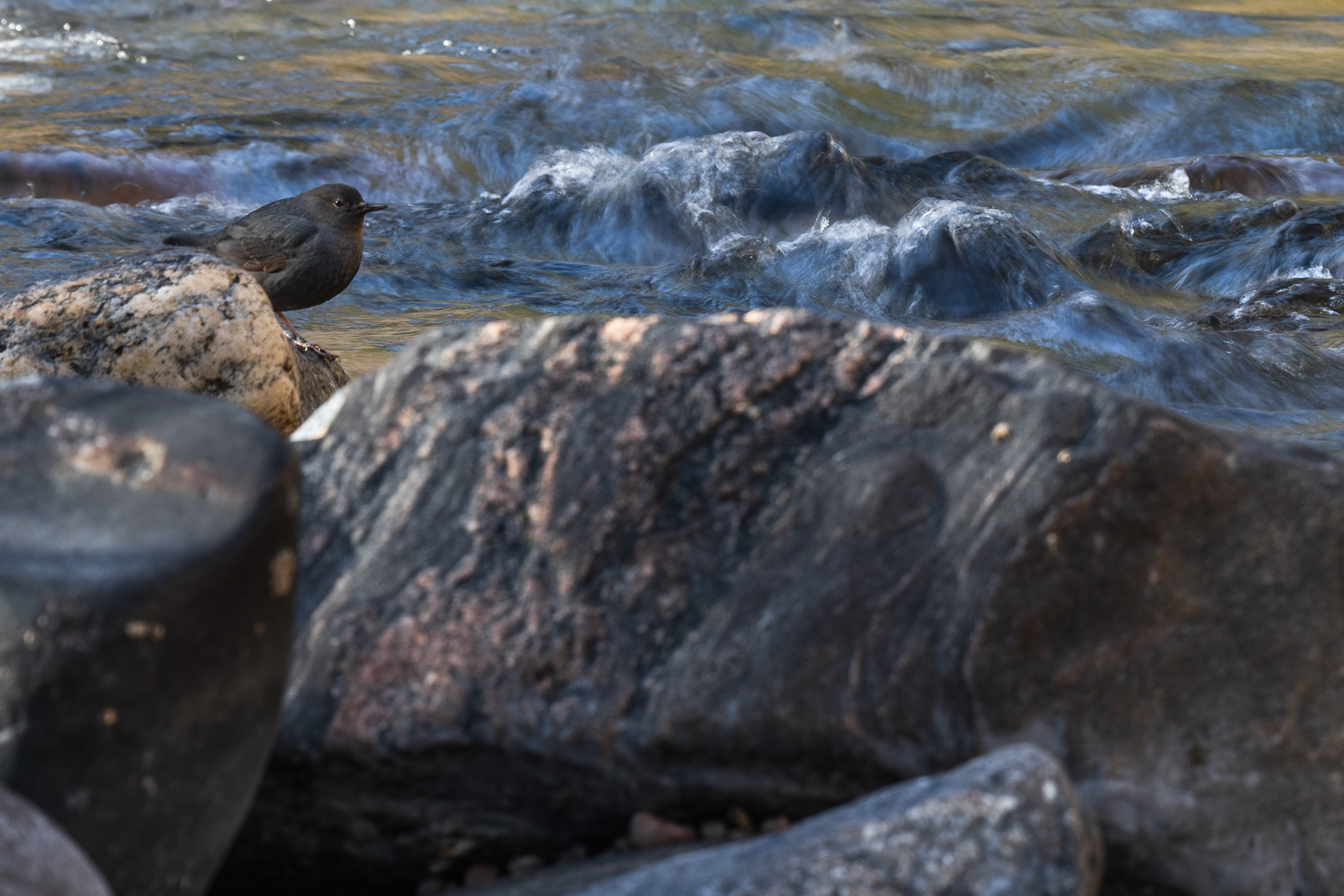 American Dipper