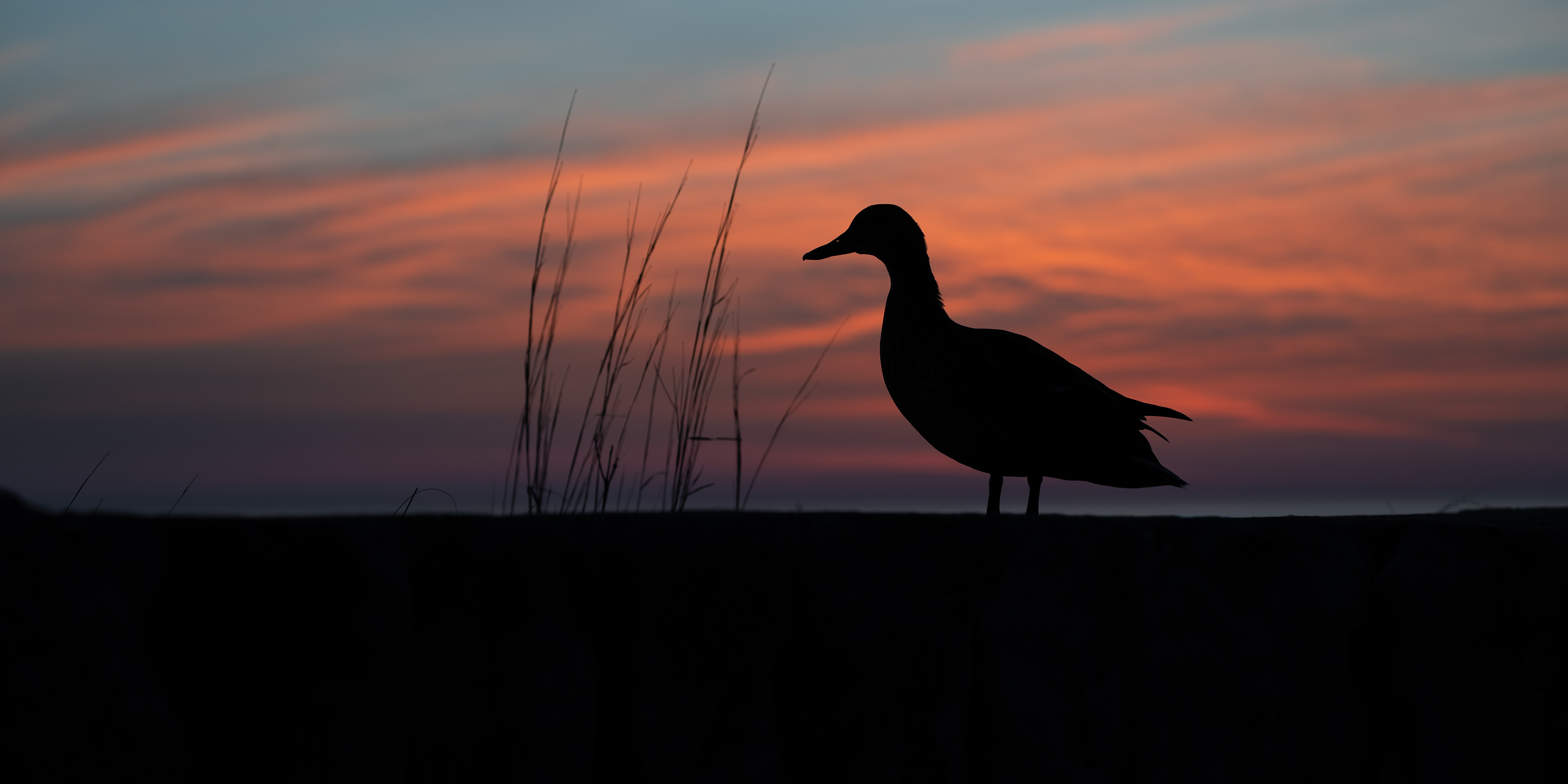 Mallard