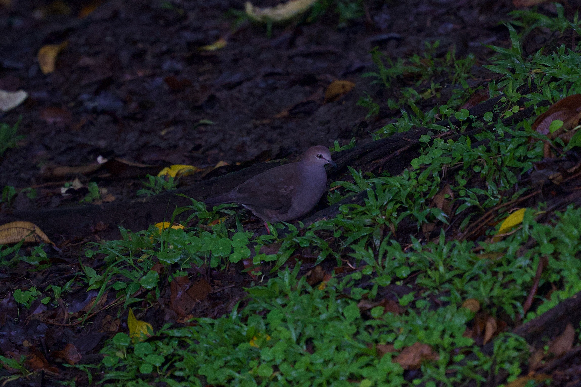 Gray-chested Dove